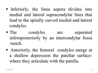  lnferiorly, the linea aspera divides into
medial and lateral supracondylar lines that
lead to the spirally curved medial and lateral
condyles.
 The
condyles
are
separated
inferoposteriorly by an intercondylar fossa
/notch.
 Anteriorly, the femoral condyles merge at
a shallow depression the patellar surfacewhere they articulate with the patella.
2/10/2014

43

 