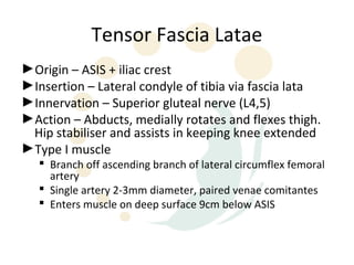 Tensor Fascia Latae
►Origin – ASIS + iliac crest
►Insertion – Lateral condyle of tibia via fascia lata
►Innervation – Superior gluteal nerve (L4,5)
►Action – Abducts, medially rotates and flexes thigh.
 Hip stabiliser and assists in keeping knee extended
►Type I muscle
    Branch off ascending branch of lateral circumflex femoral
     artery
    Single artery 2-3mm diameter, paired venae comitantes
    Enters muscle on deep surface 9cm below ASIS
 