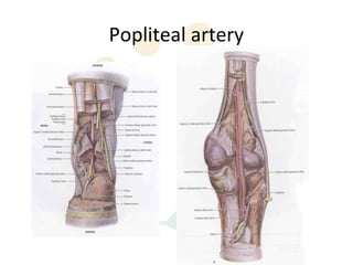 Popliteal artery
 
