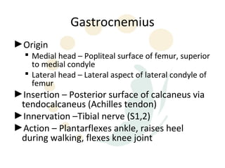 Gastrocnemius
►Origin
   Medial head – Popliteal surface of femur, superior
    to medial condyle
   Lateral head – Lateral aspect of lateral condyle of
    femur
►Insertion – Posterior surface of calcaneus via
 tendocalcaneus (Achilles tendon)
►Innervation –Tibial nerve (S1,2)
►Action – Plantarflexes ankle, raises heel
 during walking, flexes knee joint
 