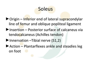 Soleus
►Origin – Inferior end of lateral supracondylar
 line of femur and oblique popliteal ligament
►Insertion – Posterior surface of calcaneus via
 tendocalcaneus (Achilles tendon)
►Innervation –Tibial nerve (S1,2)
►Action – Plantarflexes ankle and steadies leg
 on foot
 
