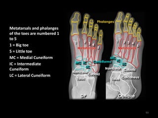 Metatarsals and phalanges
of the toes are numbered 1
to 5
1 = Big toe
5 = Little toe
MC = Medial Cuneiform
IC = Intermediate
Cuneiform
LC = Lateral Cuneiform
93
 
