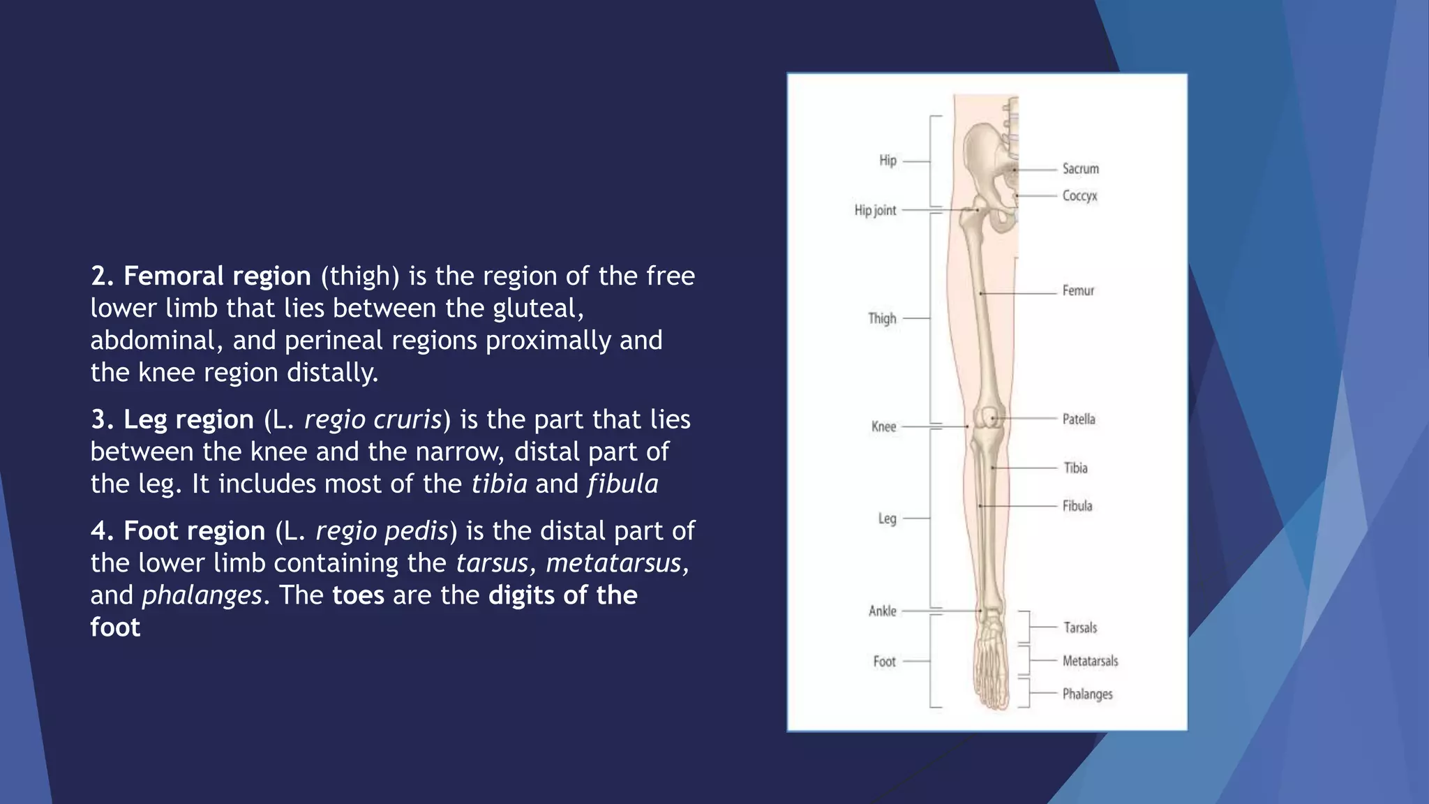 LOWER LIMB GLUTEAL REGION.pptx