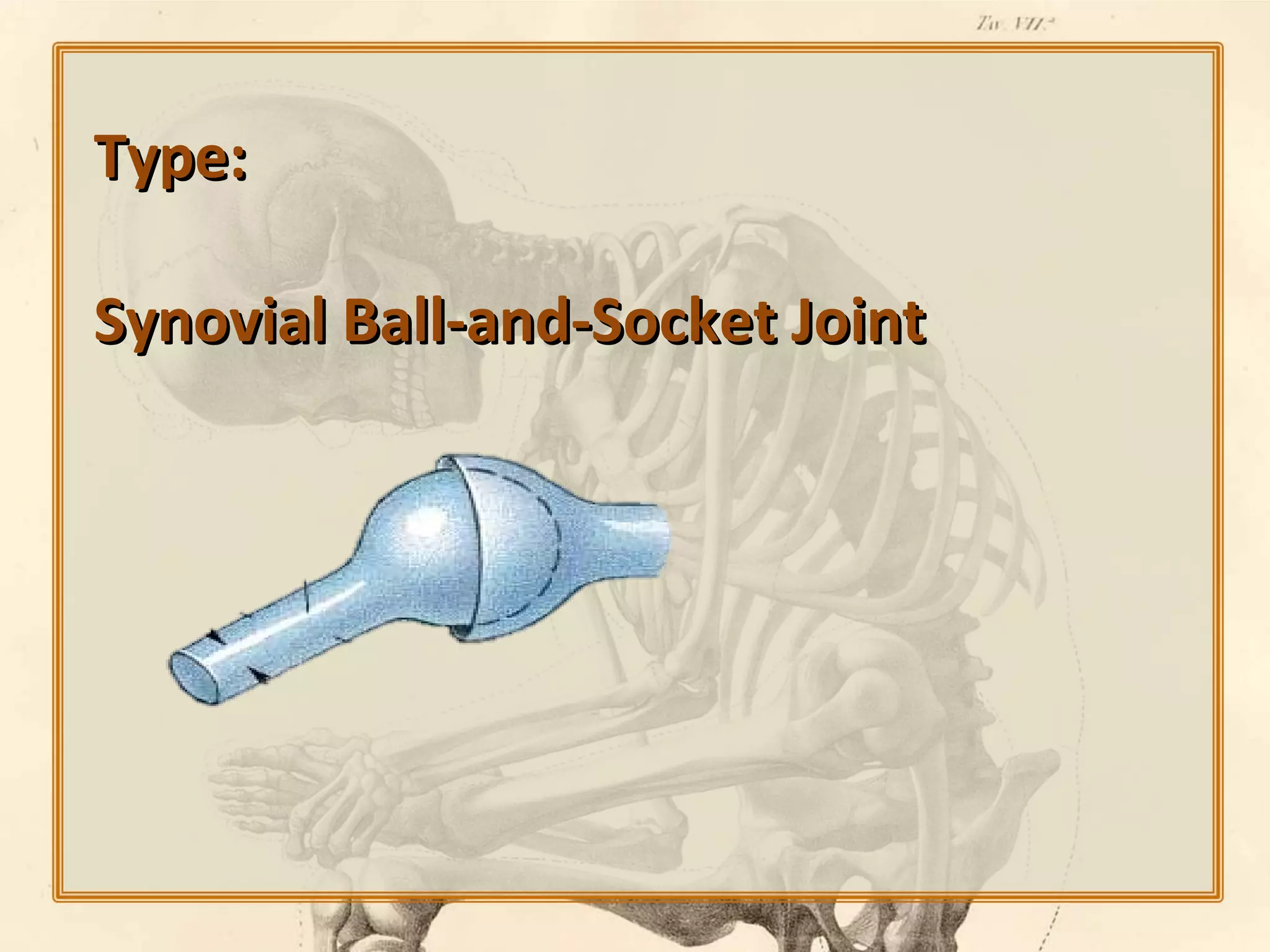 Type:
Synovial Ball-and-Socket Joint

 