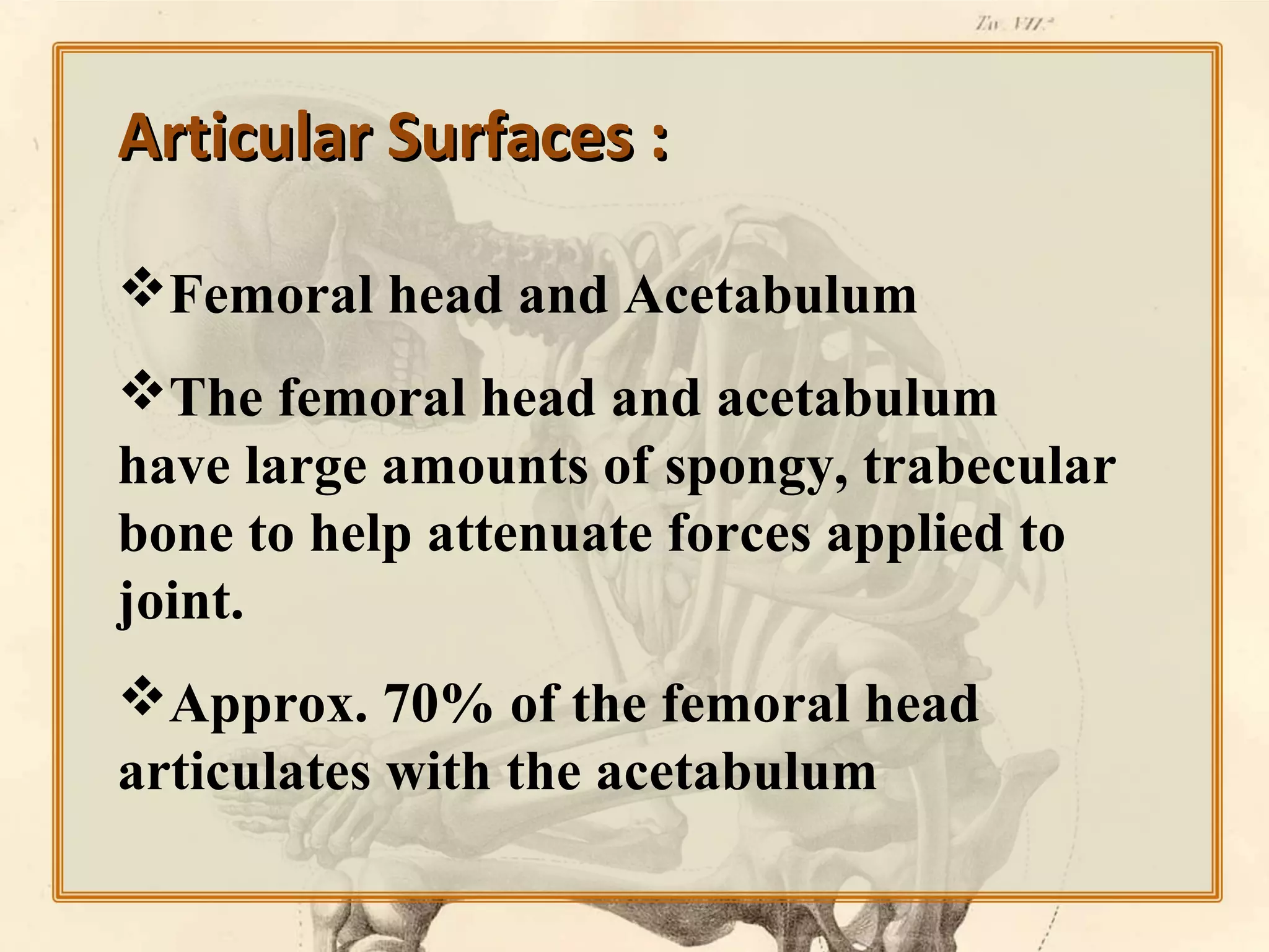 Articular Surfaces :
Femoral head and Acetabulum
The femoral head and acetabulum
have large amounts of spongy, trabecular
bone to help attenuate forces applied to
joint.
Approx. 70% of the femoral head
articulates with the acetabulum

 