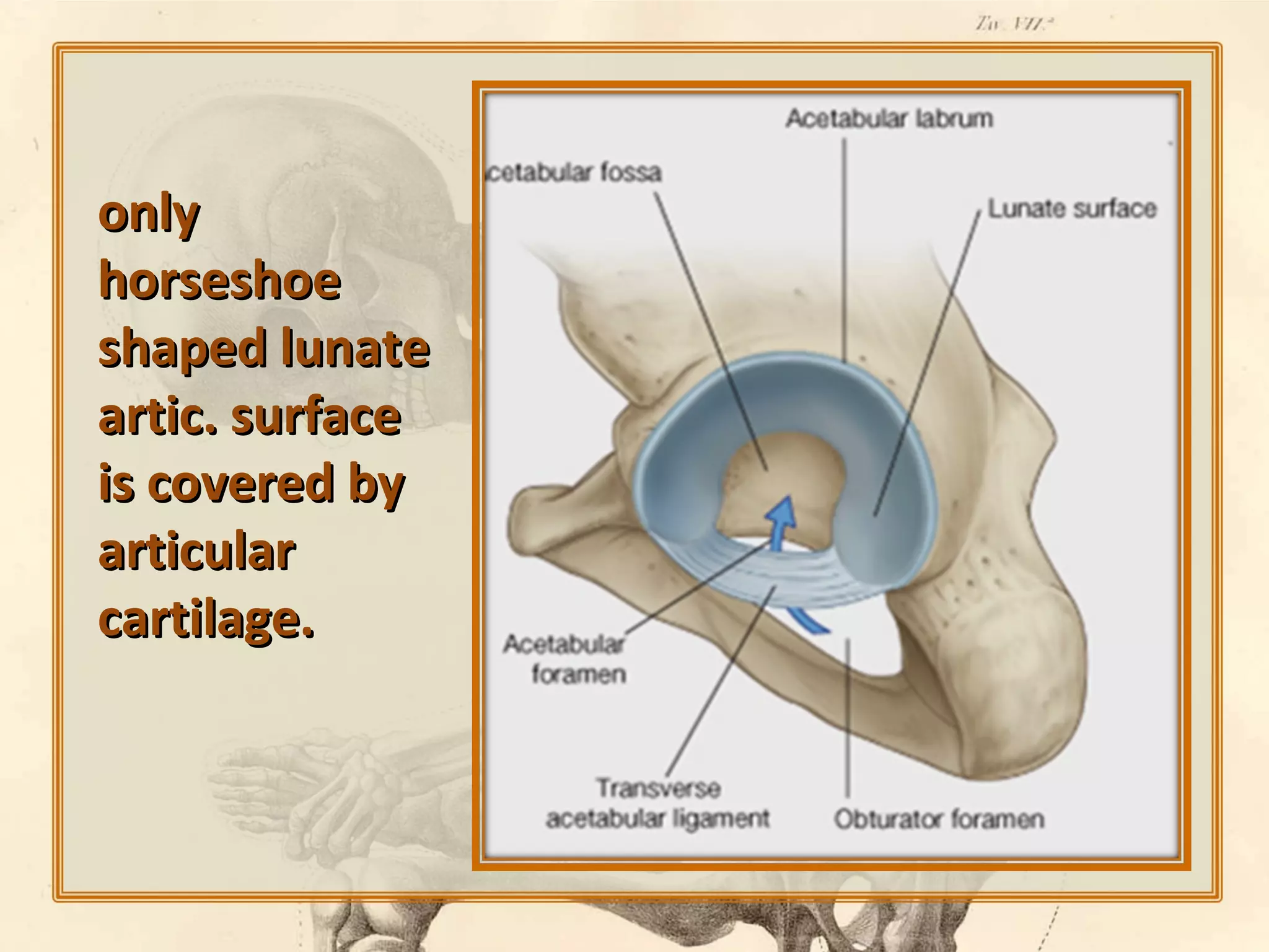 only
horseshoe
shaped lunate
artic. surface
is covered by
articular
cartilage.

 