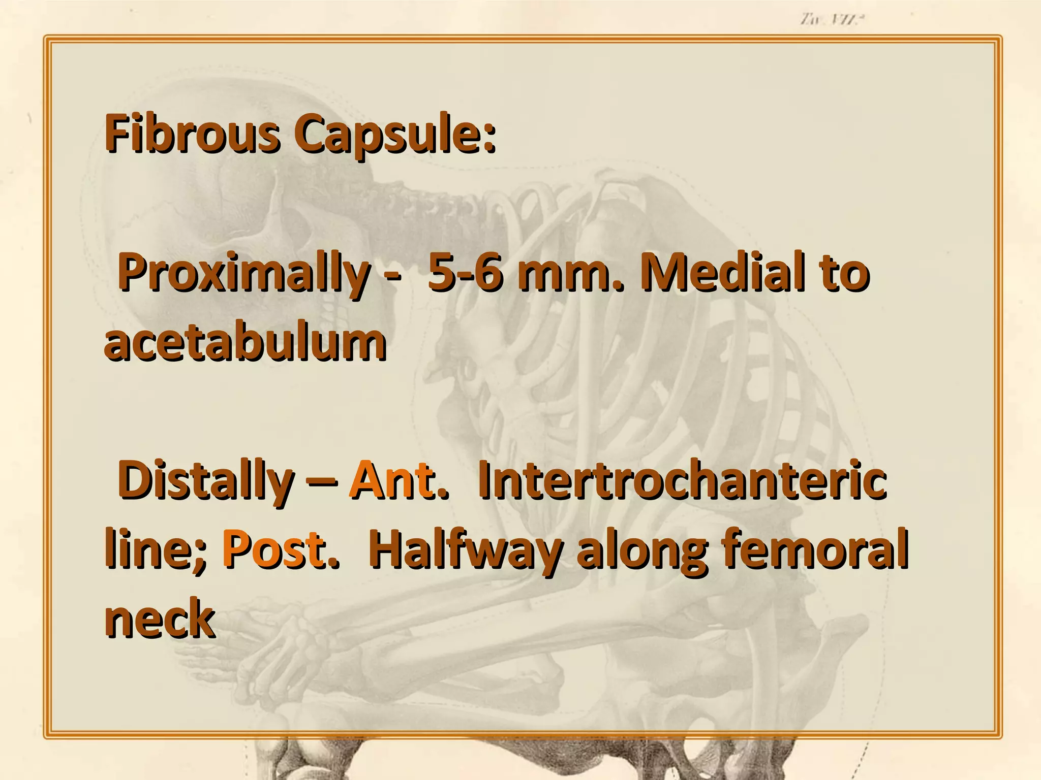 Fibrous Capsule:
Proximally - 5-6 mm. Medial to
acetabulum
Distally – Ant. Intertrochanteric
line; Post. Halfway along femoral
neck

 