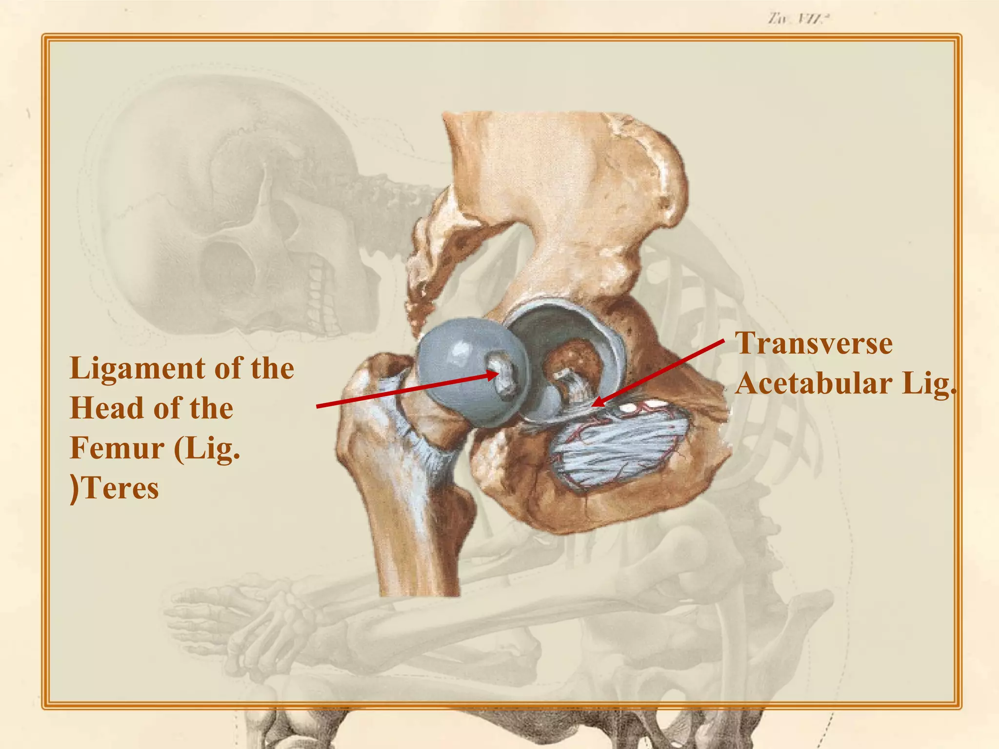 Ligament of the
Head of the
Femur (Lig.
(Teres

Transverse
Acetabular Lig.

 