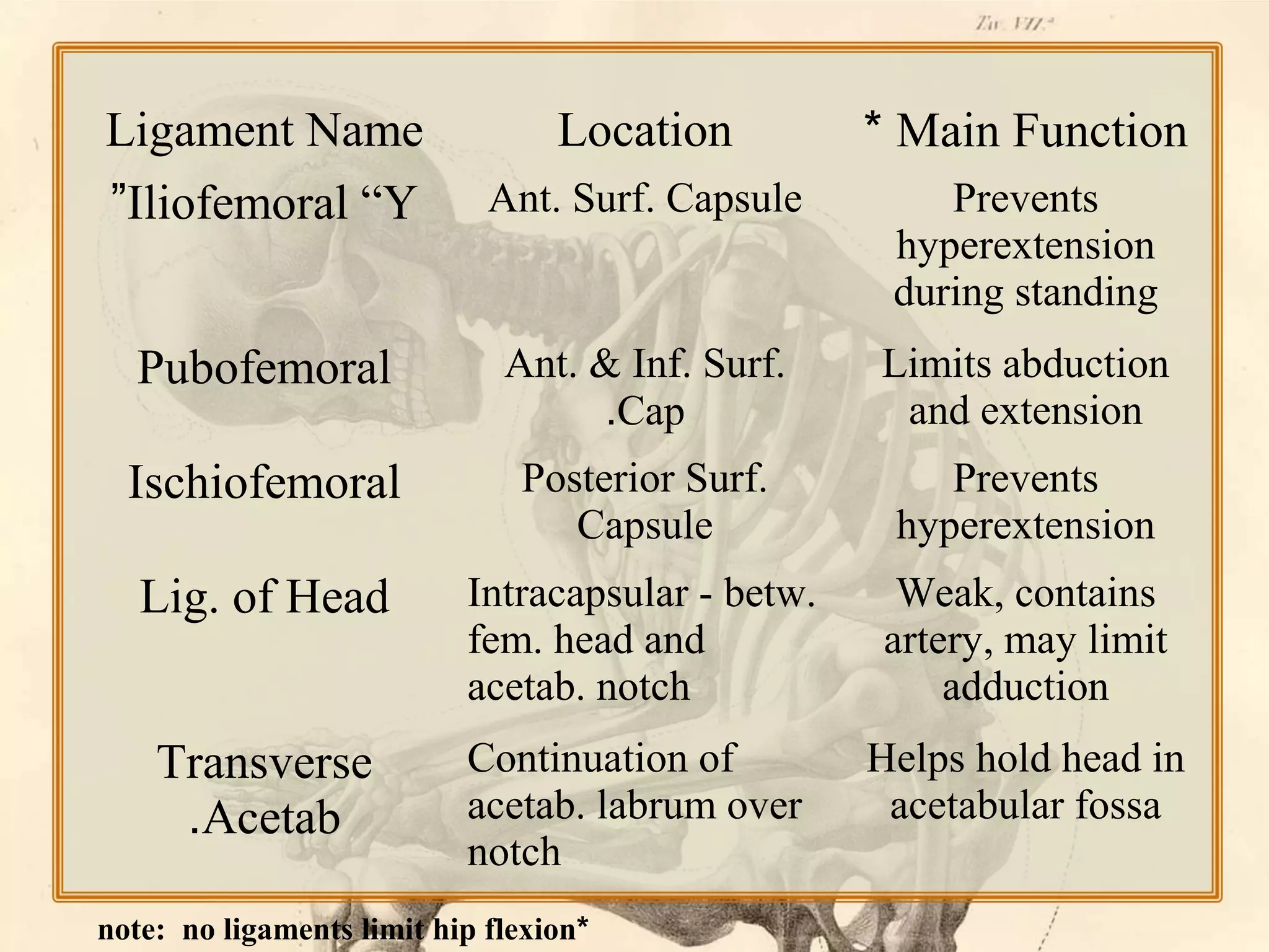 Location

* Main Function

Ant. Surf. Capsule

Prevents
hyperextension
during standing

Pubofemoral

Ant. & Inf. Surf.
.Cap

Limits abduction
and extension

Ischiofemoral

Posterior Surf.
Capsule

Prevents
hyperextension

Lig. of Head

Intracapsular - betw.
fem. head and
acetab. notch

Weak, contains
artery, may limit
adduction

Transverse
.Acetab

Continuation of
acetab. labrum over
notch

Helps hold head in
acetabular fossa

Ligament Name
”Iliofemoral “Y

note: no ligaments limit hip flexion*

 