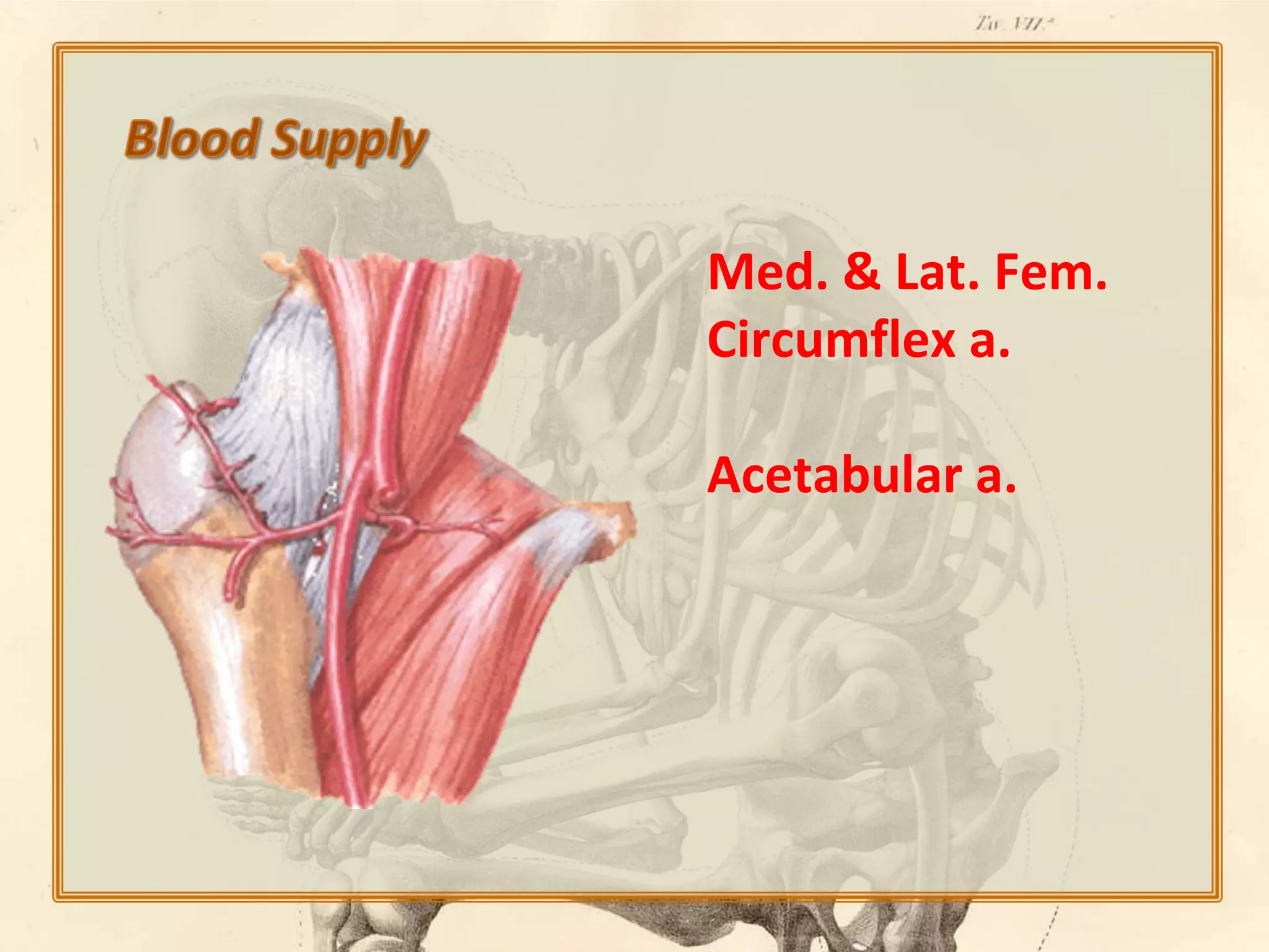 Med. & Lat. Fem.
Circumflex a.
Acetabular a.

 