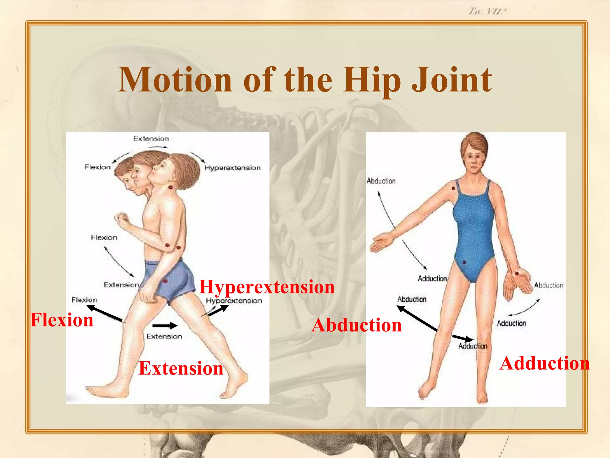 Motion of the Hip Joint

Hyperextension
Flexion

Abduction
Extension

Adduction

 