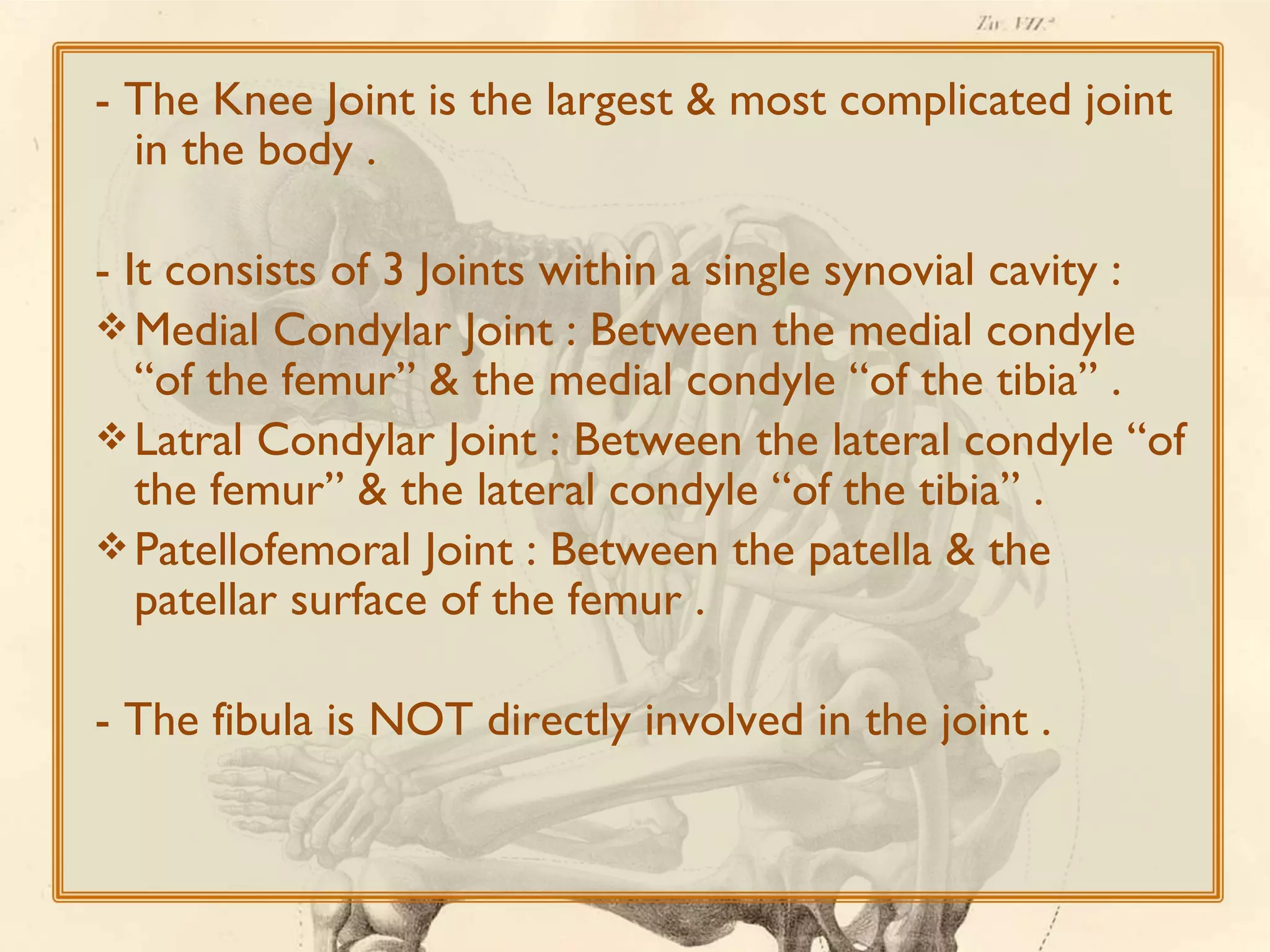 - The Knee Joint is the largest & most complicated joint
in the body .
- It consists of 3 Joints within a single synovial cavity :
 Medial Condylar Joint : Between the medial condyle
“of the femur” & the medial condyle “of the tibia” .
 Latral Condylar Joint : Between the lateral condyle “of
the femur” & the lateral condyle “of the tibia” .
 Patellofemoral Joint : Between the patella & the
patellar surface of the femur .
- The fibula is NOT directly involved in the joint .

 