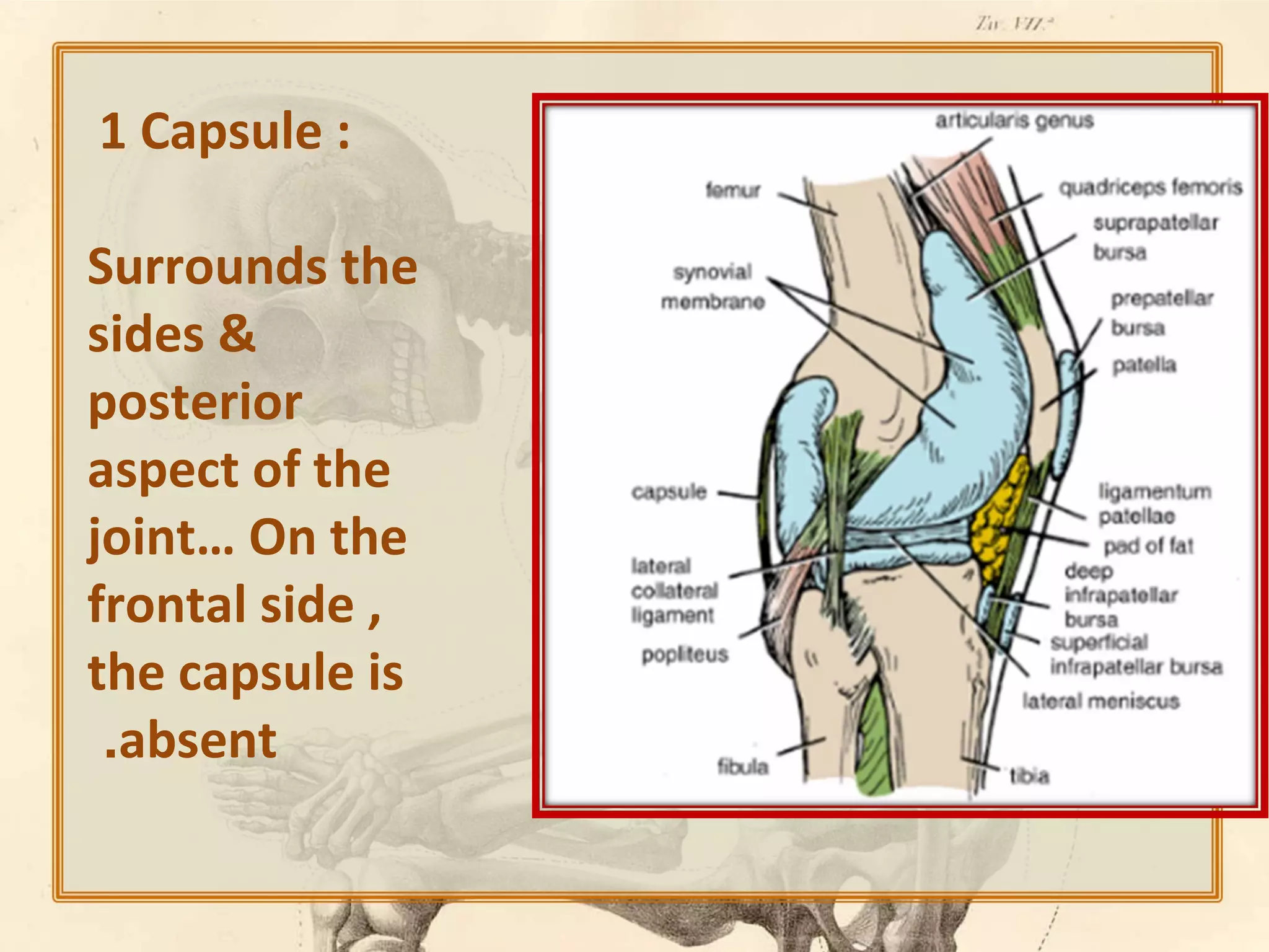1 Capsule :
Surrounds the
sides &
posterior
aspect of the
joint… On the
frontal side ,
the capsule is
.absent

 