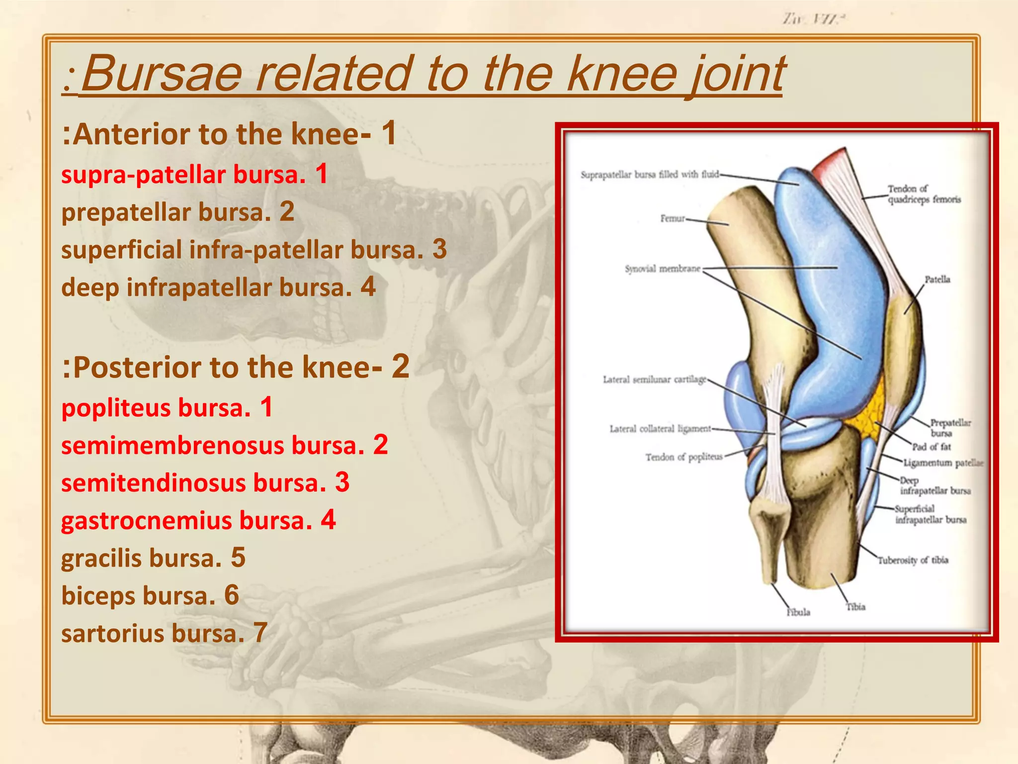 :Bursae related to the knee joint
:Anterior to the knee- 1
supra-patellar bursa. 1
prepatellar bursa. 2
superficial infra-patellar bursa. 3
deep infrapatellar bursa. 4

:Posterior to the knee- 2
popliteus bursa. 1
semimembrenosus bursa. 2
semitendinosus bursa. 3
gastrocnemius bursa. 4
gracilis bursa. 5
biceps bursa. 6
sartorius bursa. 7

 