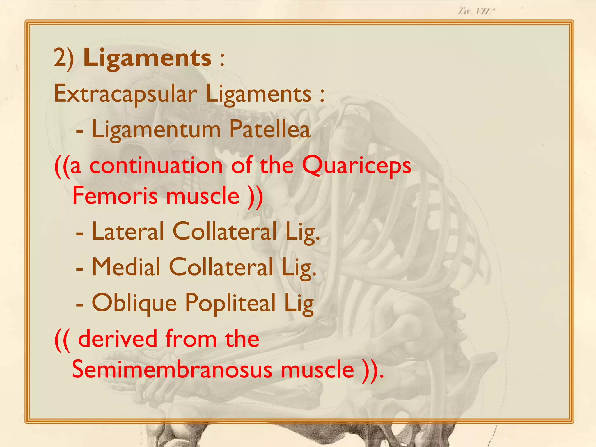 2) Ligaments :
Extracapsular Ligaments :
- Ligamentum Patellea
((a continuation of the Quariceps
Femoris muscle ))
- Lateral Collateral Lig.
- Medial Collateral Lig.
- Oblique Popliteal Lig
(( derived from the
Semimembranosus muscle )).

 