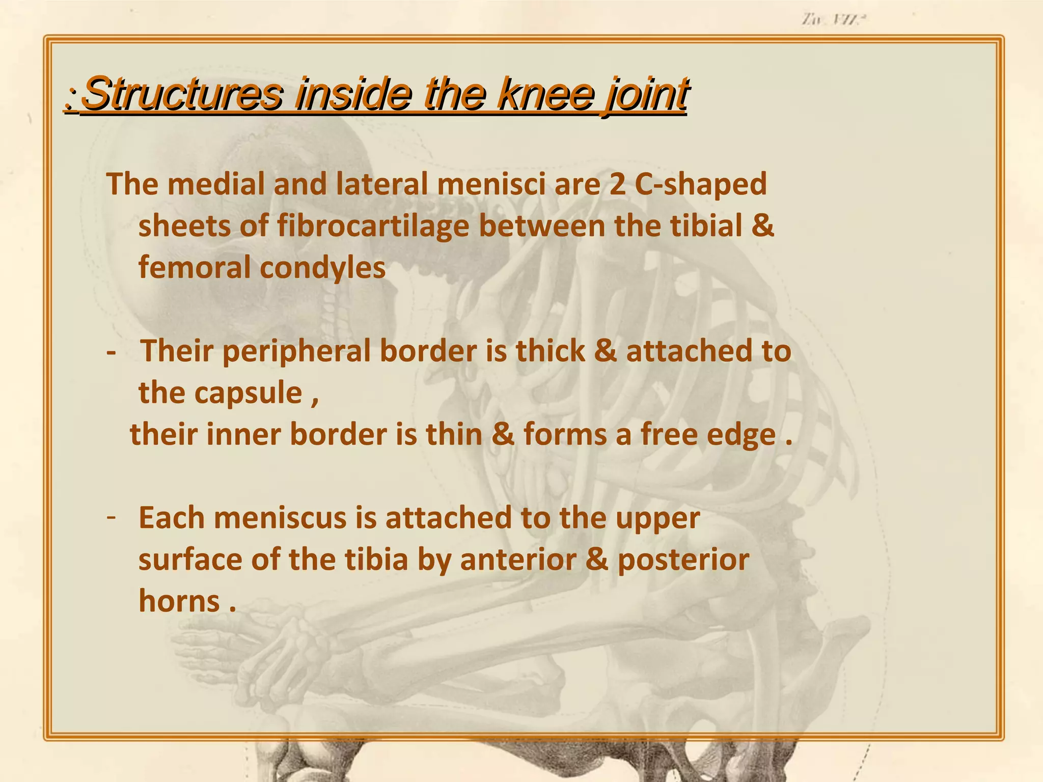 :Structures inside the knee joint
The medial and lateral menisci are 2 C-shaped
sheets of fibrocartilage between the tibial &
femoral condyles
- Their peripheral border is thick & attached to
the capsule ,
their inner border is thin & forms a free edge .
- Each meniscus is attached to the upper
surface of the tibia by anterior & posterior
horns .

 
