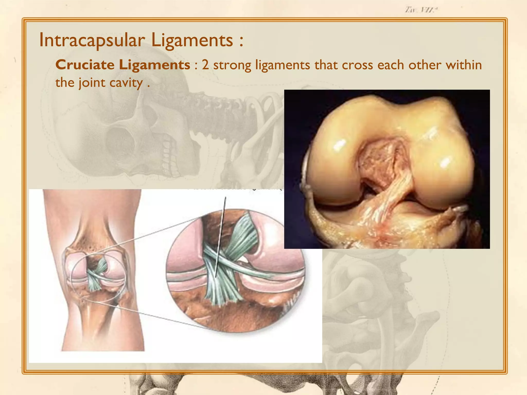 Intracapsular Ligaments :
Cruciate Ligaments : 2 strong ligaments that cross each other within
the joint cavity .

 
