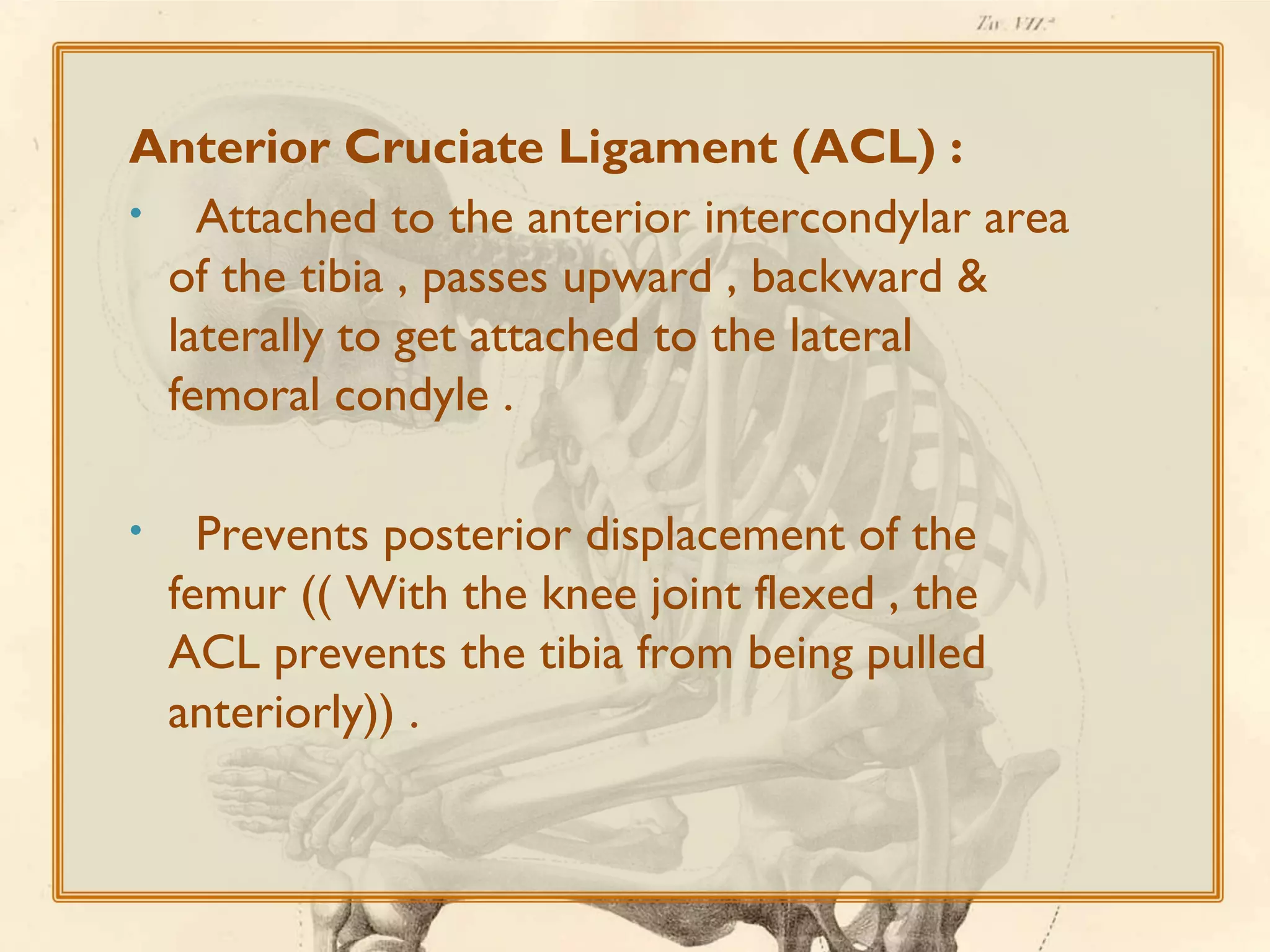 Anterior Cruciate Ligament (ACL) :
• Attached to the anterior intercondylar area
of the tibia , passes upward , backward &
laterally to get attached to the lateral
femoral condyle .
•

Prevents posterior displacement of the
femur (( With the knee joint flexed , the
ACL prevents the tibia from being pulled
anteriorly)) .

 
