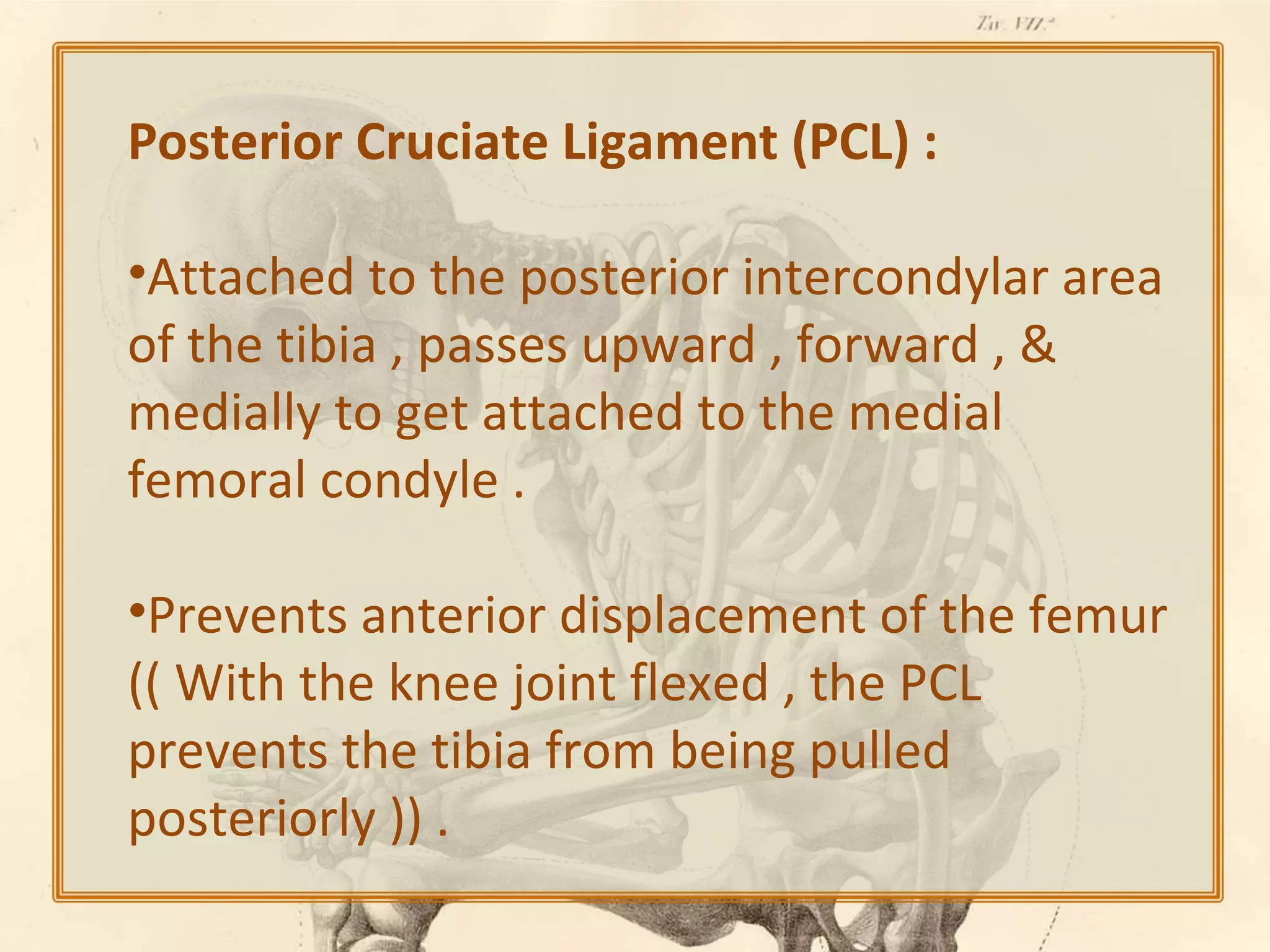 Posterior Cruciate Ligament (PCL) :
•Attached to the posterior intercondylar area
of the tibia , passes upward , forward , &
medially to get attached to the medial
femoral condyle .
•Prevents anterior displacement of the femur
(( With the knee joint flexed , the PCL
prevents the tibia from being pulled
posteriorly )) .

 