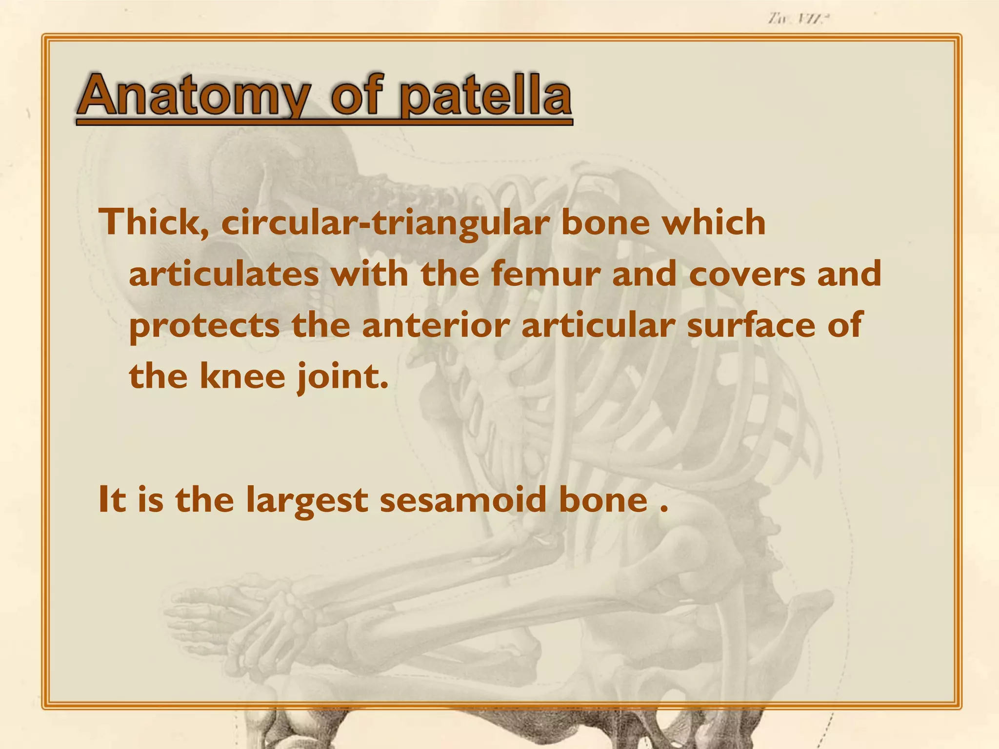 Thick, circular-triangular bone which
articulates with the femur and covers and
protects the anterior articular surface of
the knee joint.
It is the largest sesamoid bone .

 