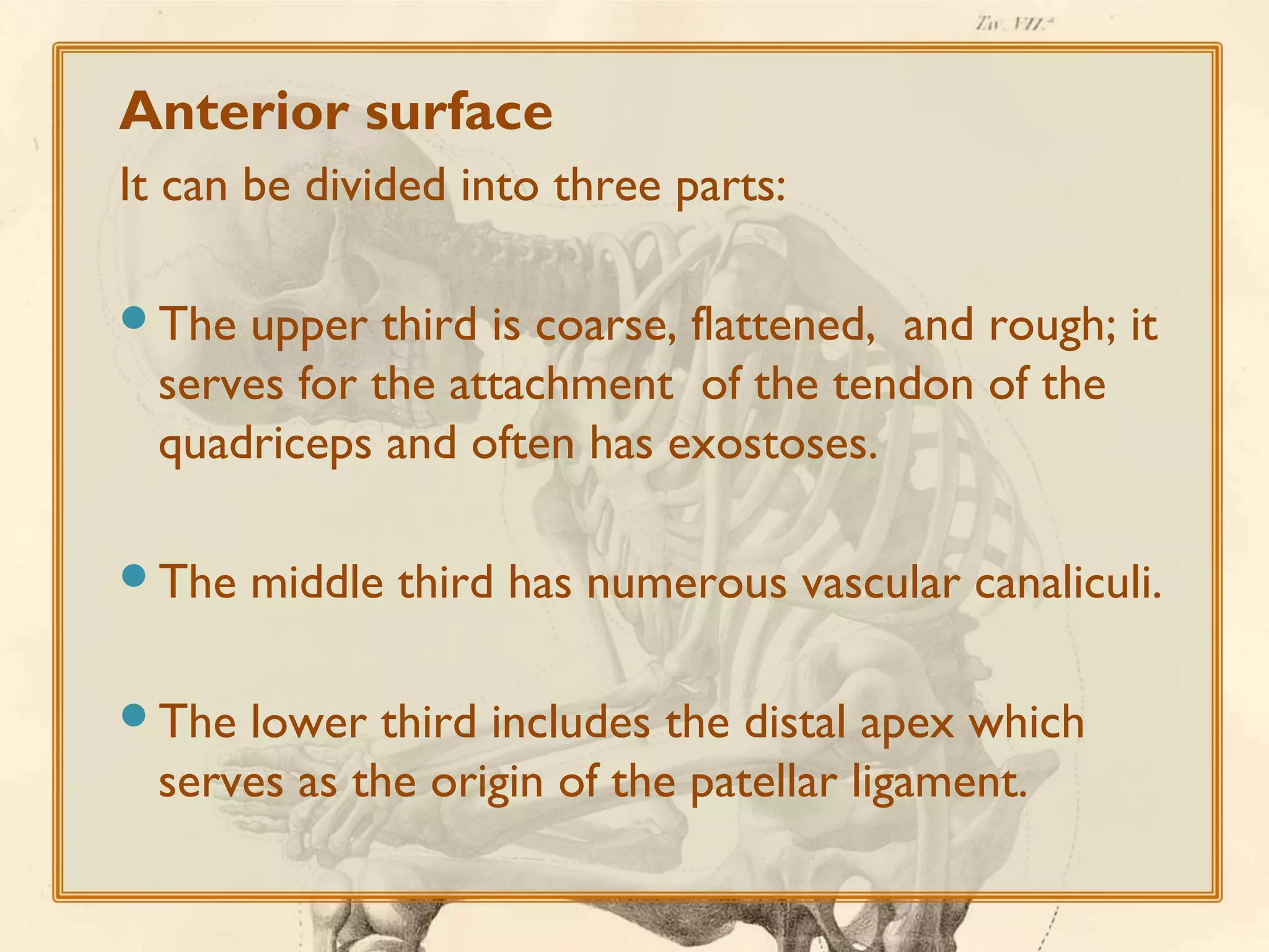 Anterior surface
It can be divided into three parts:
The

upper third is coarse, flattened, and rough; it
serves for the attachment of the tendon of the
quadriceps and often has exostoses.

The
The

middle third has numerous vascular canaliculi.

lower third includes the distal apex which
serves as the origin of the patellar ligament.

 