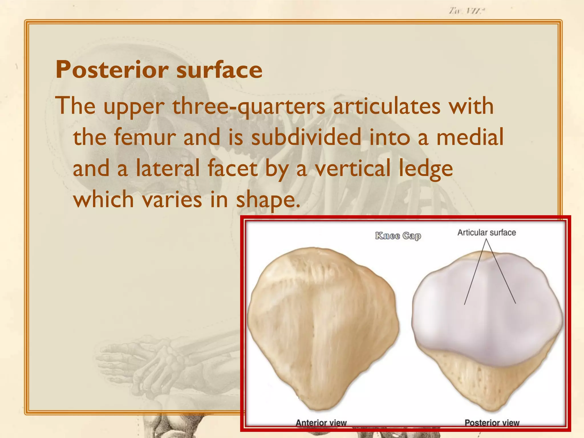 Posterior surface
The upper three-quarters articulates with
the femur and is subdivided into a medial
and a lateral facet by a vertical ledge
which varies in shape.

 