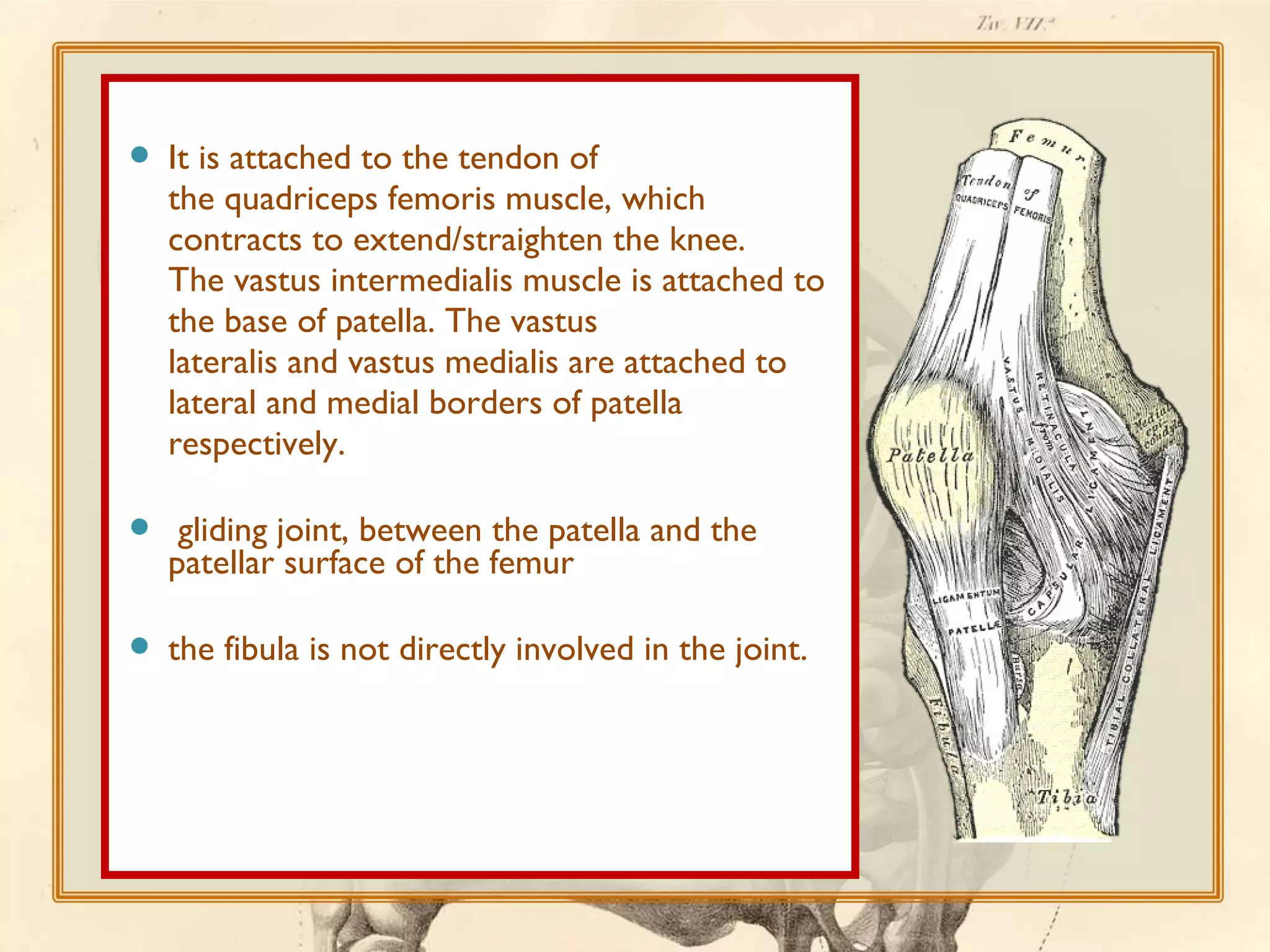 

It is attached to the tendon of
the quadriceps femoris muscle, which
contracts to extend/straighten the knee.
The vastus intermedialis muscle is attached to
the base of patella. The vastus
lateralis and vastus medialis are attached to
lateral and medial borders of patella
respectively.



gliding joint, between the patella and the
patellar surface of the femur



the fibula is not directly involved in the joint.

 