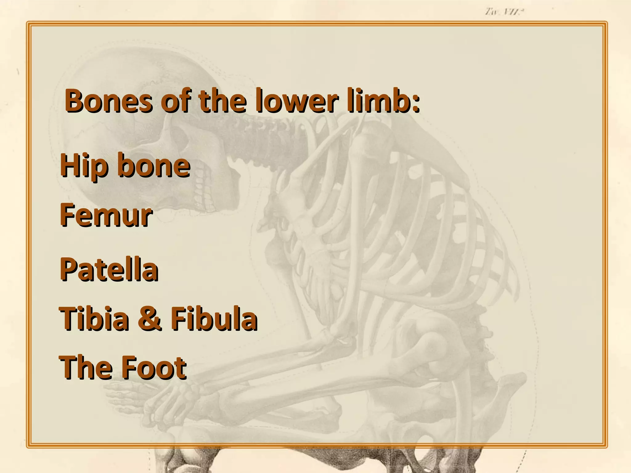 Bones of the lower limb:
Hip bone
Femur
Patella
Tibia & Fibula
The Foot

 