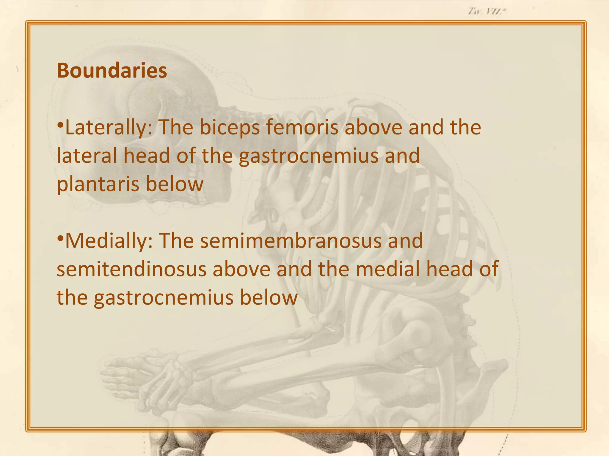 Boundaries
•Laterally: The biceps femoris above and the
lateral head of the gastrocnemius and
plantaris below
•Medially: The semimembranosus and
semitendinosus above and the medial head of
the gastrocnemius below

 
