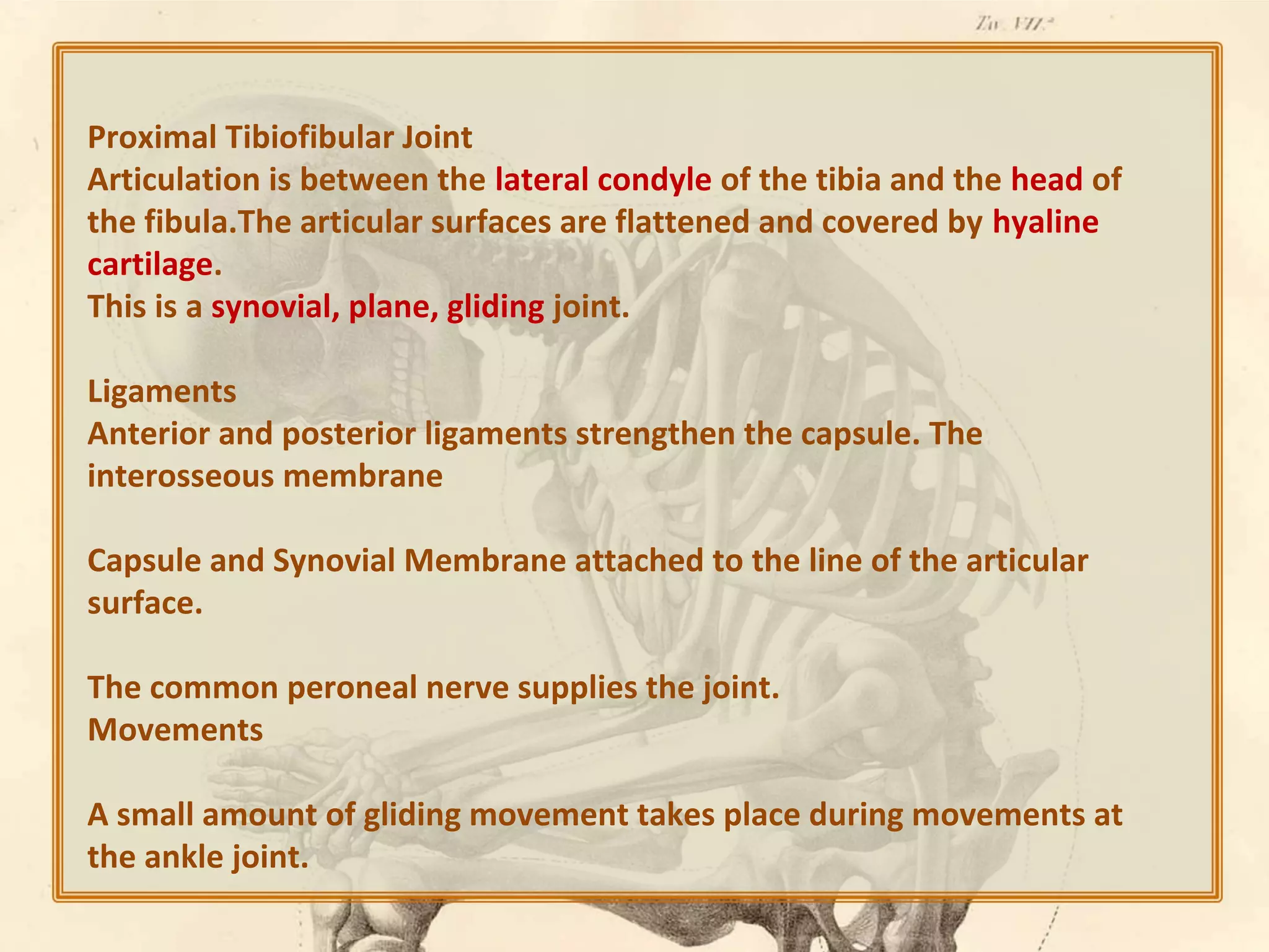 Proximal Tibiofibular Joint
Articulation is between the lateral condyle of the tibia and the head of
the fibula.The articular surfaces are flattened and covered by hyaline
cartilage.
This is a synovial, plane, gliding joint.
Ligaments
Anterior and posterior ligaments strengthen the capsule. The
interosseous membrane
Capsule and Synovial Membrane attached to the line of the articular
surface.
The common peroneal nerve supplies the joint.
Movements
A small amount of gliding movement takes place during movements at
the ankle joint.

 