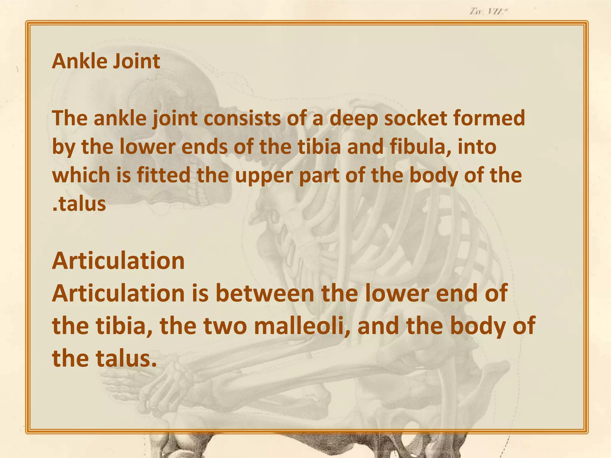 Ankle Joint
The ankle joint consists of a deep socket formed
by the lower ends of the tibia and fibula, into
which is fitted the upper part of the body of the
.talus

Articulation
Articulation is between the lower end of
the tibia, the two malleoli, and the body of
the talus.

 