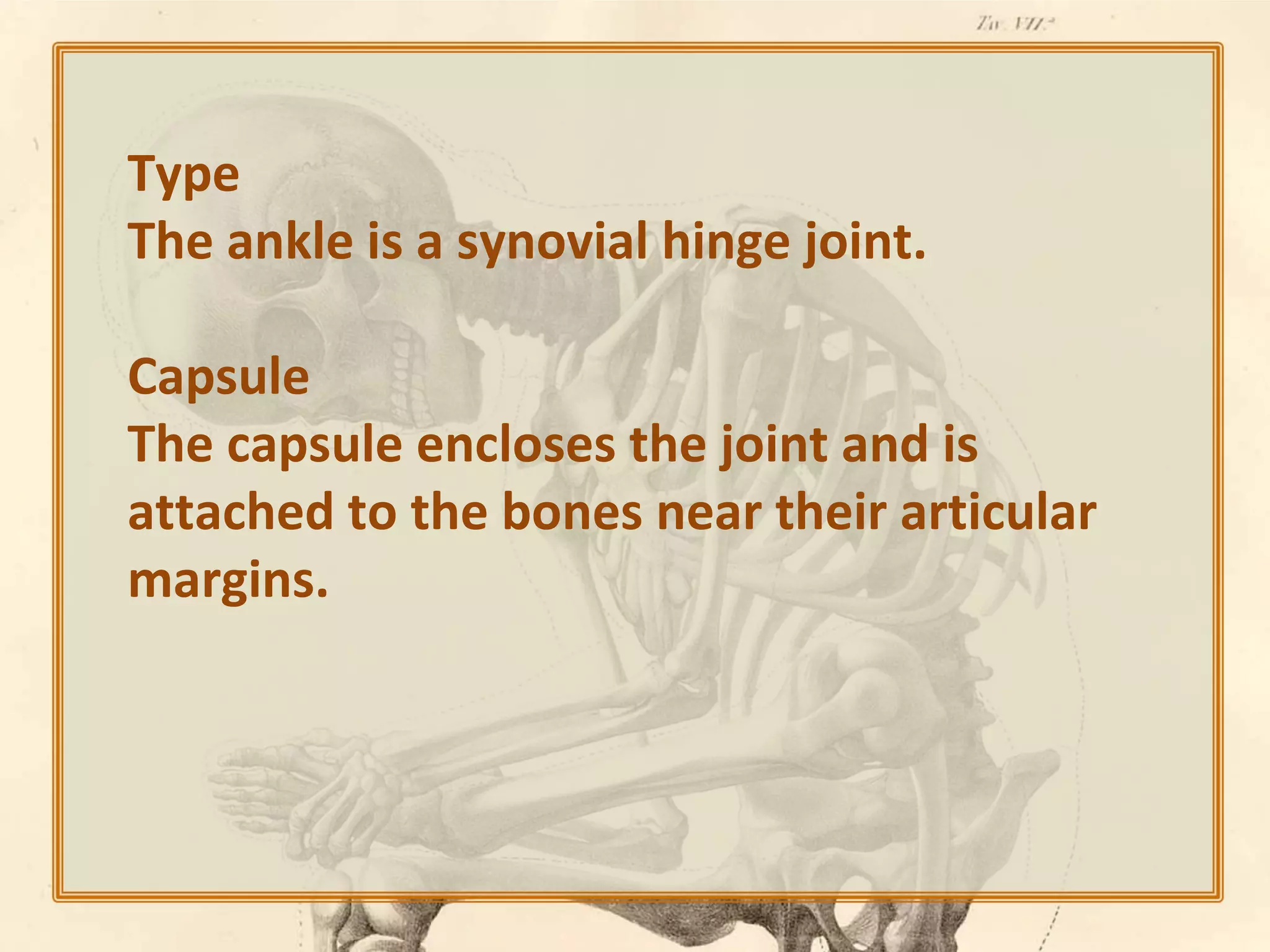 Type
The ankle is a synovial hinge joint.
Capsule
The capsule encloses the joint and is
attached to the bones near their articular
margins.

 