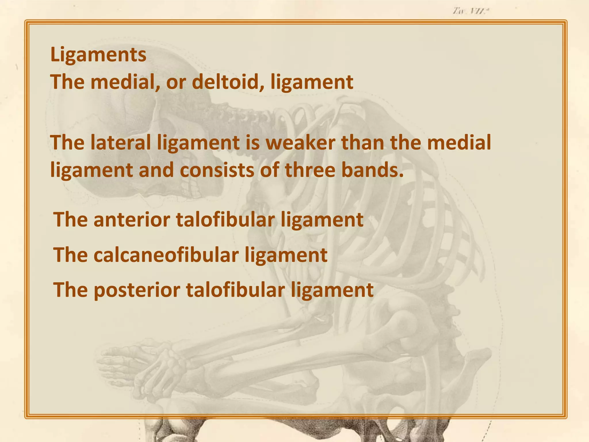 Ligaments
The medial, or deltoid, ligament
The lateral ligament is weaker than the medial
ligament and consists of three bands.
The anterior talofibular ligament
The calcaneofibular ligament
The posterior talofibular ligament

 