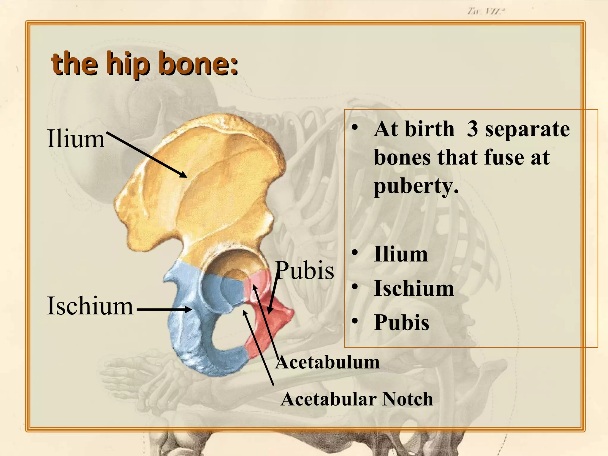 the hip bone:
Ilium

Ischium

• At birth 3 separate
bones that fuse at
puberty.
• Ilium
Pubis
• Ischium
• Pubis
Acetabulum
Acetabular Notch

 