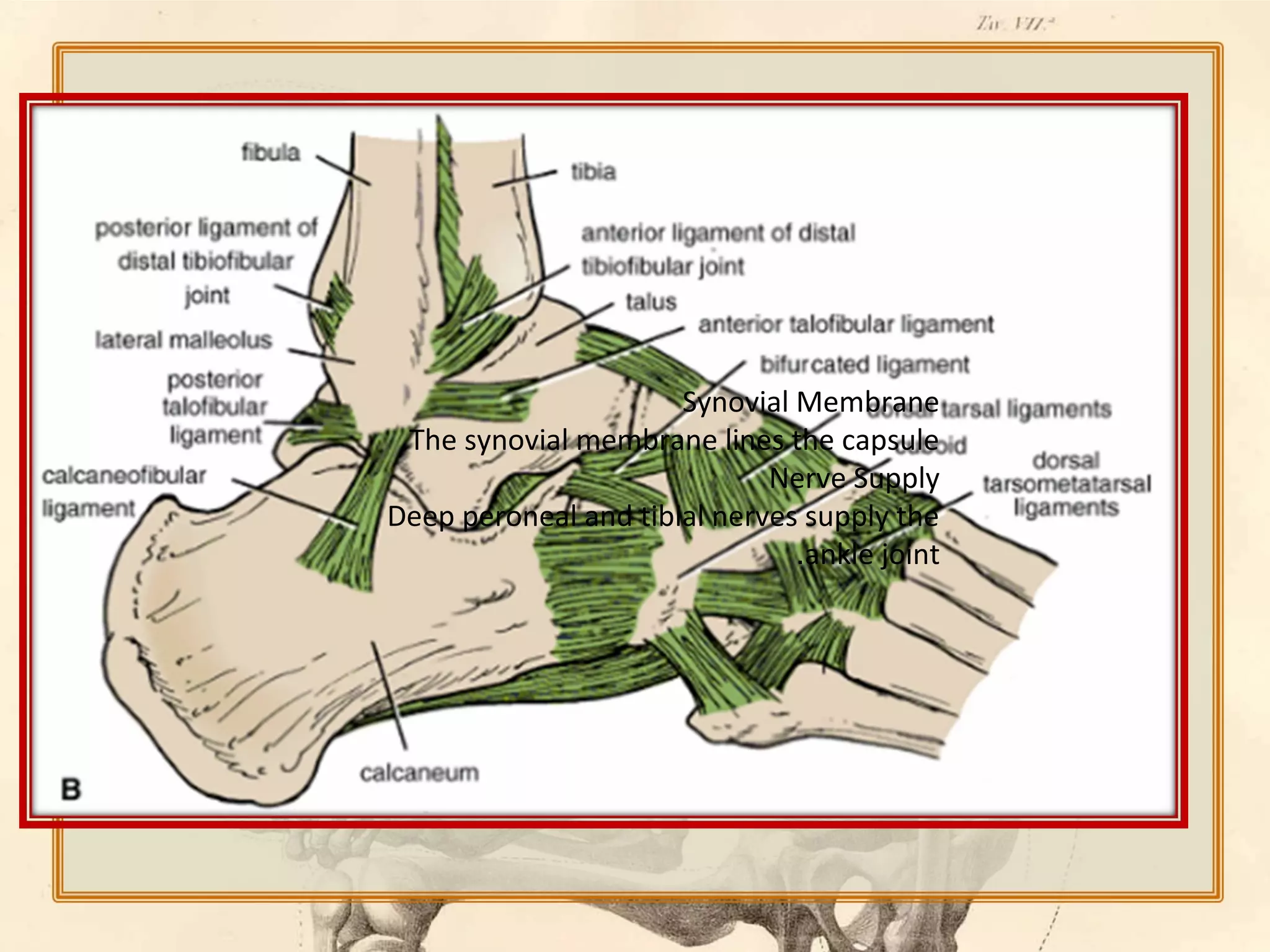 Synovial Membrane
.The synovial membrane lines the capsule
Nerve Supply
Deep peroneal and tibial nerves supply the
.ankle joint

 