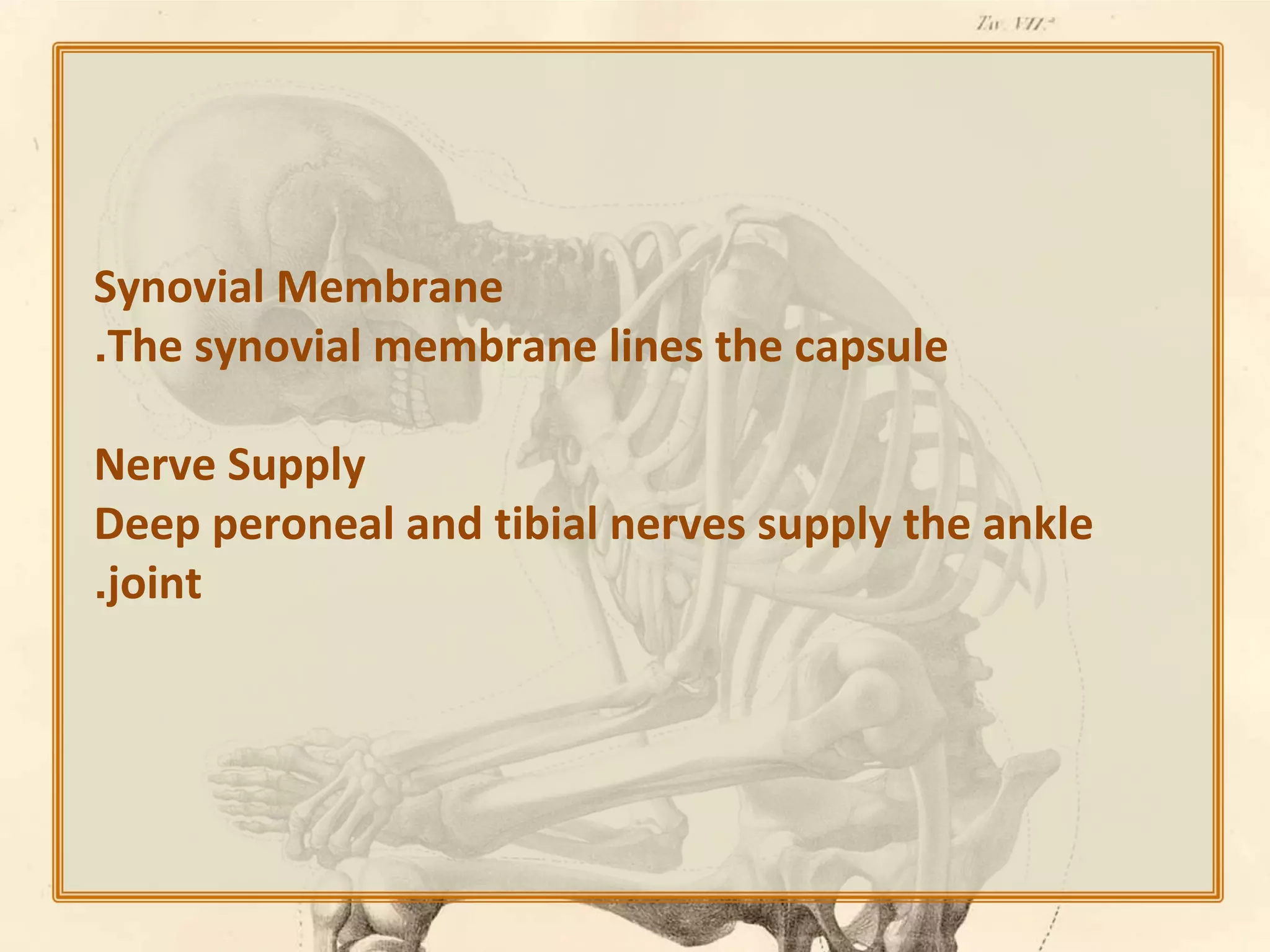 Synovial Membrane
.The synovial membrane lines the capsule
Nerve Supply
Deep peroneal and tibial nerves supply the ankle
.joint

 