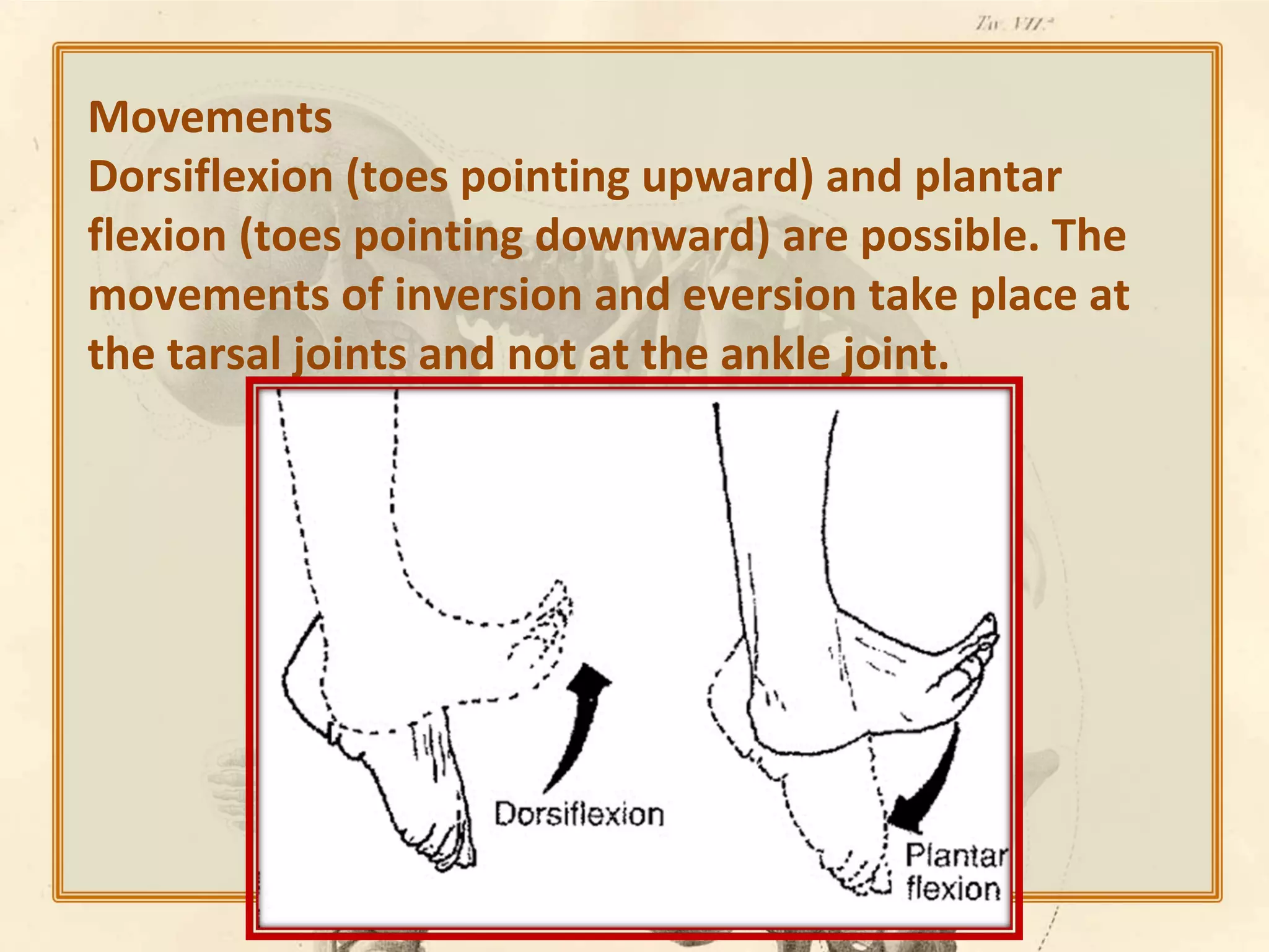 Movements
Dorsiflexion (toes pointing upward) and plantar
flexion (toes pointing downward) are possible. The
movements of inversion and eversion take place at
the tarsal joints and not at the ankle joint.

 