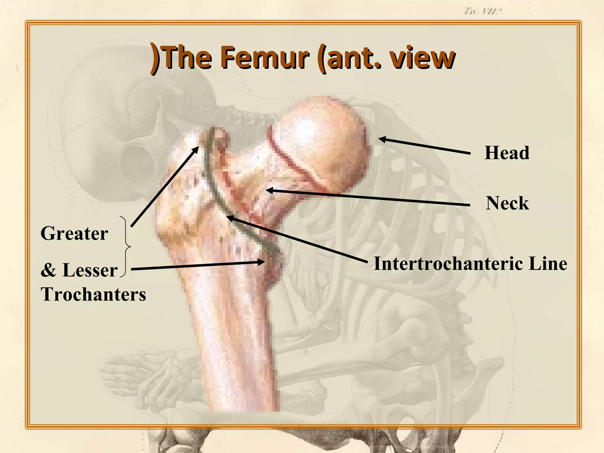 (The Femur (ant. view
Head
Neck
Greater
& Lesser
Trochanters

Intertrochanteric Line

 