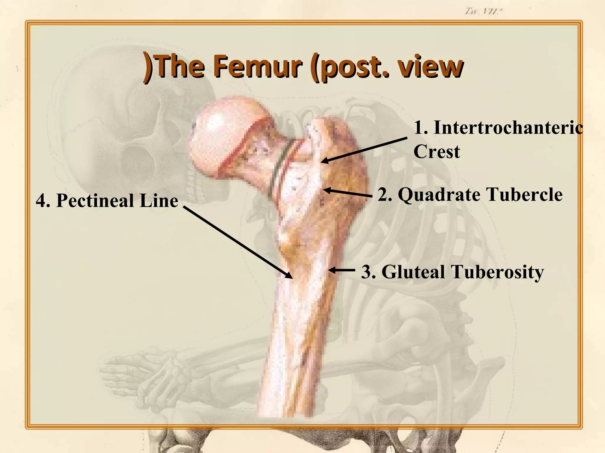 (The Femur (post. view
1. Intertrochanteric
Crest
4. Pectineal Line

2. Quadrate Tubercle

3. Gluteal Tuberosity

 
