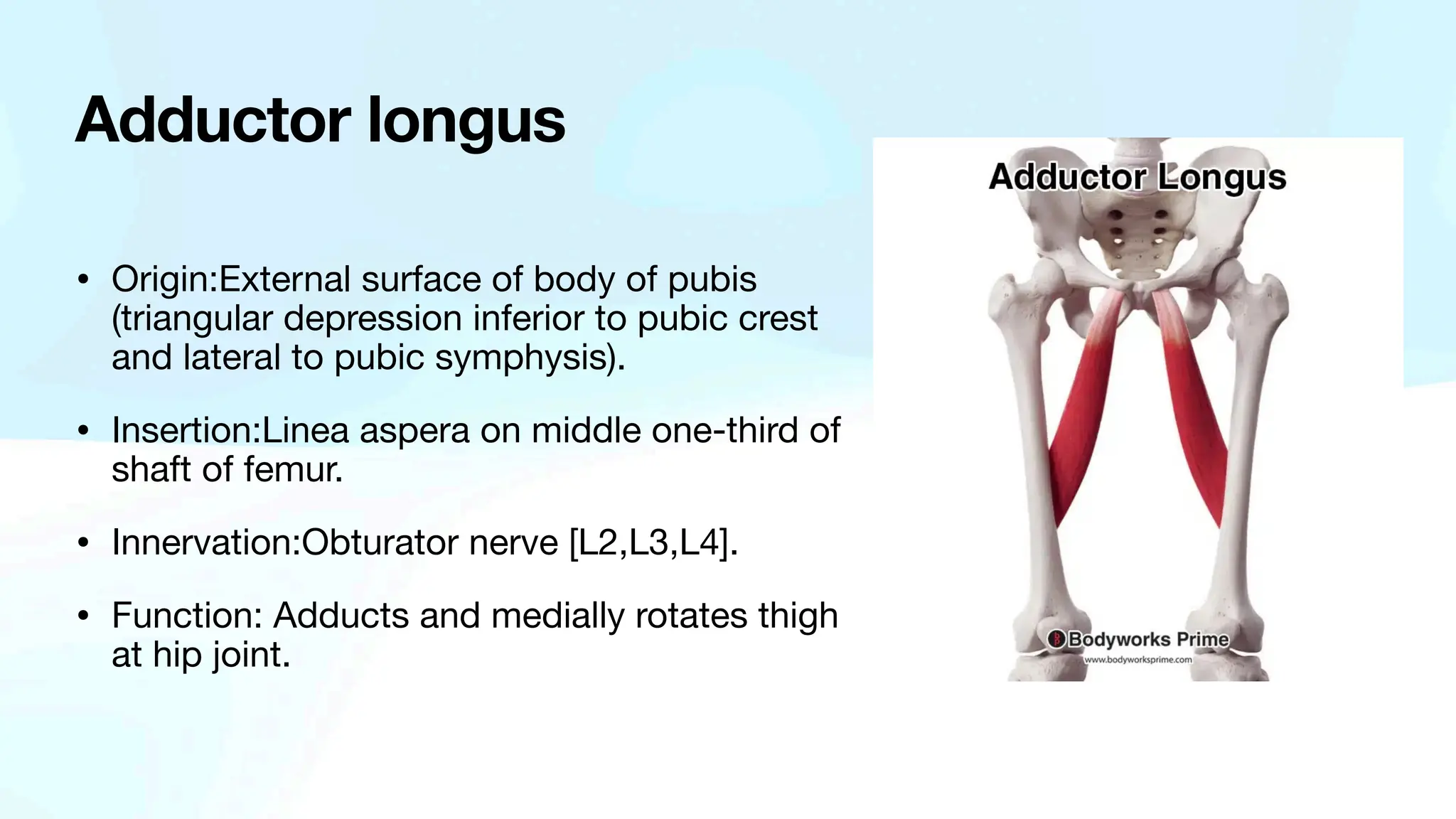 Lower limb muscles . Presented by dr Abedalelah | PDF
