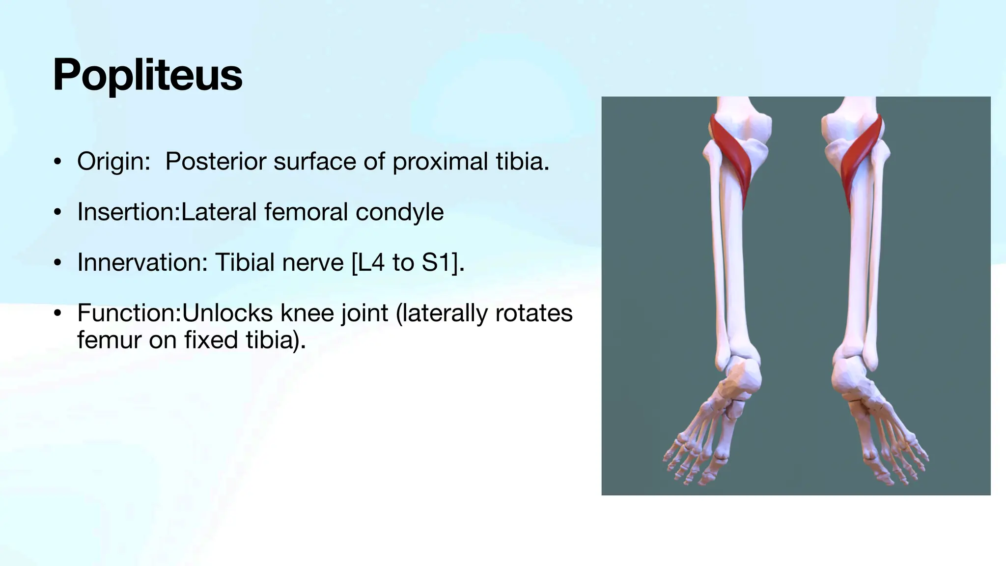 Lower limb muscles . Presented by dr Abedalelah | PDF
