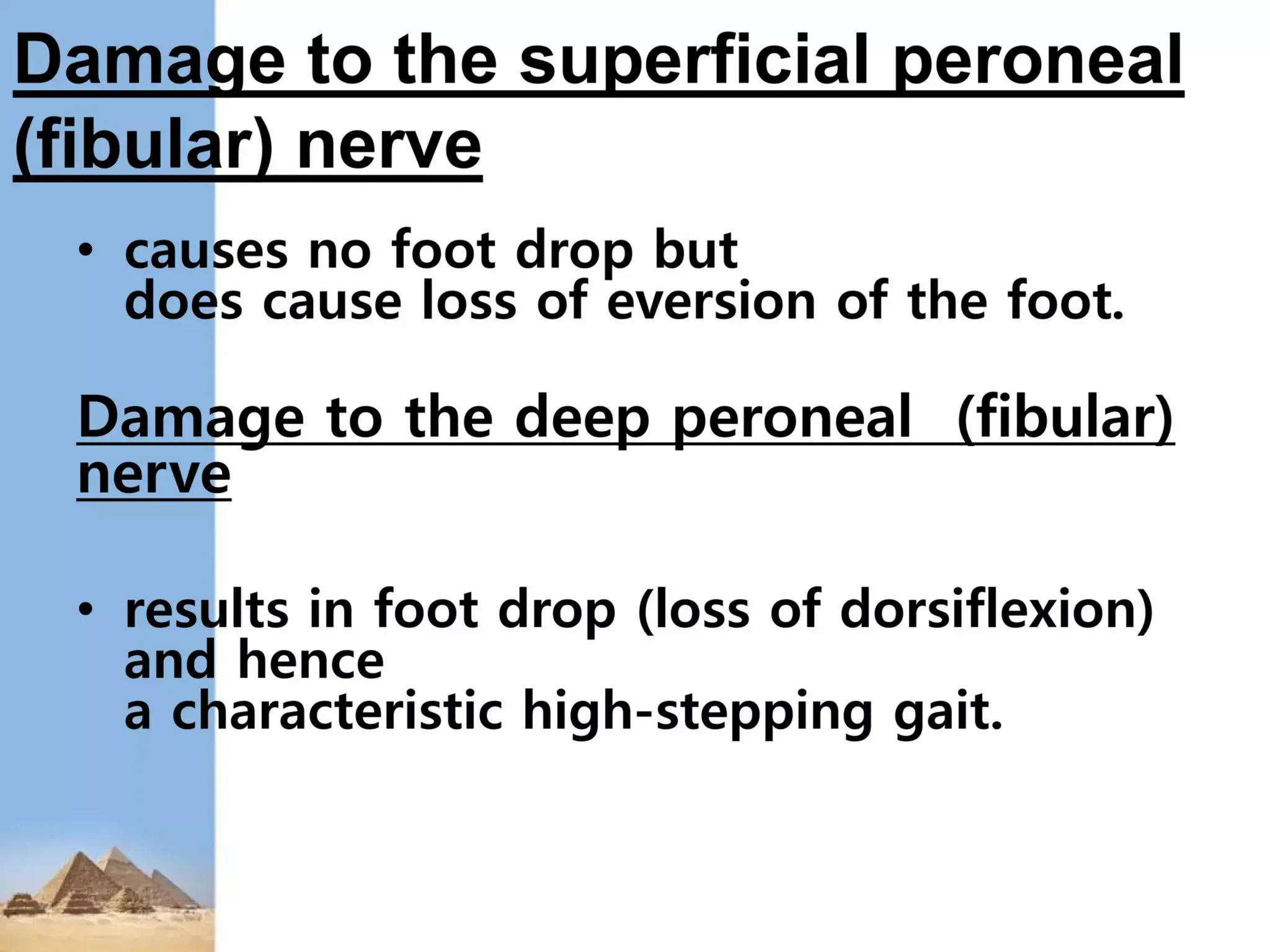 Lower Limb Nerve Injuries 20240530 234224 Pptx
