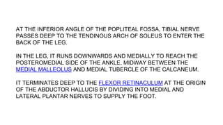 AT THE INFERIOR ANGLE OF THE POPLITEAL FOSSA, TIBIAL NERVE
PASSES DEEP TO THE TENDINOUS ARCH OF SOLEUS TO ENTER THE
BACK OF THE LEG.
IN THE LEG, IT RUNS DOWNWARDS AND MEDIALLY TO REACH THE
POSTEROMEDIAL SIDE OF THE ANKLE, MIDWAY BETWEEN THE
MEDIAL MALLEOLUS AND MEDIAL TUBERCLE OF THE CALCANEUM.
IT TERMINATES DEEP TO THE FLEXOR RETINACULUM AT THE ORIGIN
OF THE ABDUCTOR HALLUCIS BY DIVIDING INTO MEDIAL AND
LATERAL PLANTAR NERVES TO SUPPLY THE FOOT.
 