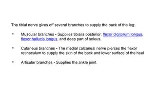 The tibial nerve gives off several branches to supply the back of the leg:[1]
• Muscular branches - Supplies tibialis posterior, flexor digitorum longus,
flexor hallucis longus, and deep part of soleus.
• Cutaneus branches - The medial calcaneal nerve pierces the flexor
retinaculum to supply the skin of the back and lower surface of the heel
• Articular branches - Supplies the ankle joint[1]
 