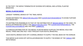IN THE FOOT, THE NERVE TERMINATES BY DIVIDING INTO MEDIAL AND LATERAL PLANTAR
BRANCHES.
MEDIAL PLANTAR NERVE
LARGEST TERMINAL BRANCH OF THE TIBIAL NERVE.
PASSES BETWEEN THE ABDUCTOR HALLUCIS AND FLEXOR DIGITORUM BREVIS TO DIVIDE FURTHER
INTO BRANCHES.
ITS DISTRIBUTION RESEMBLES TO THAT OF THE DISTRIBUTION OF MEDIAN NERVE IN THE HAND. ITS
MUSCULAR BRANCHES SUPPLY THE ABDUCTOR HALLUCIS, THE FLEXOR DIGITORUM BREVIS, THE
FLEXOR HALLUCIS BREVIS AND THE FIRST LUMBRICAL.
CUTANEOUS DISTRIBUTION OF THE MEDIAL PLANTAR NERVE SUPPLIES THE MEDIAL SOLE AND
MEDIAL THREE AND ONE HALF TOES THROUGH FOUR DIGITAL BRANCHES.
EACH DIGITAL BRANCH GIVE OFF A DORSAL BRANCH TO SUPPLY THE NAIL BEDS ON THE DORSUM.
THIS NERVE ALSO GIVES OFF ARTICULAR BRANCHES TO SUPPLY THE BONES OF THE TARSUS AND
METATARSUS
 