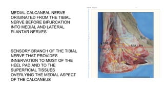 MEDIAL CALCANEAL NERVE
ORIGINATED FROM THE TIBIAL
NERVE BEFORE BIFURCATION
INTO MEDIAL AND LATERAL
PLANTAR NERVES
SENSORY BRANCH OF THE TIBIAL
NERVE THAT PROVIDES
INNERVATION TO MOST OF THE
HEEL PAD AND TO THE
SUPERFICIAL TISSUES
OVERLYING THE MEDIAL ASPECT
OF THE CALCANEUS
 