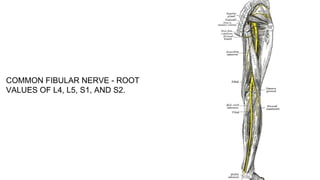 COMMON FIBULAR NERVE - ROOT
VALUES OF L4, L5, S1, AND S2.
 