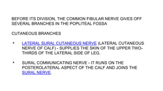 BEFORE ITS DIVISION, THE COMMON FIBULAR NERVE GIVES OFF
SEVERAL BRANCHES IN THE POPLITEAL FOSSA
CUTANEOUS BRANCHES
• LATERAL SURAL CUTANEOUS NERVE (LATERAL CUTANEOUS
NERVE OF CALF) - SUPPLIES THE SKIN OF THE UPPER TWO-
THIRDS OF THE LATERAL SIDE OF LEG.
• SURAL COMMUNICATING NERVE - IT RUNS ON THE
POSTEROLATERAL ASPECT OF THE CALF AND JOINS THE
SURAL NERVE.
 