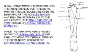 SURAL NERVE TRAVELS SUPERFICIALLY IN
THE POSTERIOR LEG OVER THE DISTAL
PART OF THE GASTROCNEMIUS OVER THE
BEGINNING OF THE ACHILLES TENDON
AND THEN TRAVELS PARALLEL TO THE
ACHILLES WITH THE SMALL SAPHENOUS
VEIN TO SEND OF LATERAL CALCANEAL
BRANCHES
WHILE THE REMAINING NERVE PASSES
UNDER THE LATERAL MALLEOLUS AND
FINALLY FINDING ITS TERMINAL NAME AS
THE SURAL NERVE BECOMES THE
LATERAL DORSAL CUTANEOUS NERVE.
 