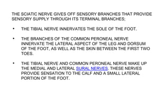 THE SCIATIC NERVE GIVES OFF SENSORY BRANCHES THAT PROVIDE
SENSORY SUPPLY THROUGH ITS TERMINAL BRANCHES;
• THE TIBIAL NERVE INNERVATES THE SOLE OF THE FOOT.
• THE BRANCHES OF THE COMMON PERONEAL NERVE
INNERVATE THE LATERAL ASPECT OF THE LEG AND DORSUM
OF THE FOOT, AS WELL AS THE SKIN BETWEEN THE FIRST TWO
TOES.
• THE TIBIAL NERVE AND COMMON PERONEAL NERVE MAKE UP
THE MEDIAL AND LATERAL SURAL NERVES. THESE NERVES
PROVIDE SENSATION TO THE CALF AND A SMALL LATERAL
PORTION OF THE FOOT.
 